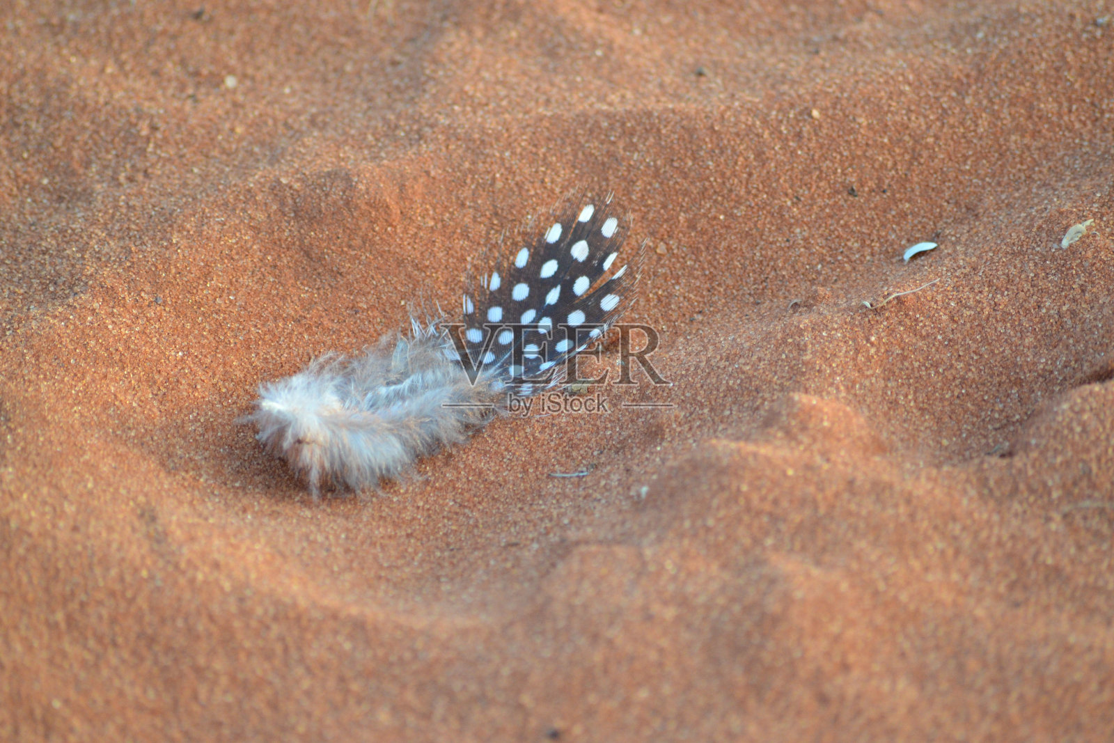 沙质表面上斑点珍珠鸡羽毛的特写镜头照片摄影图片