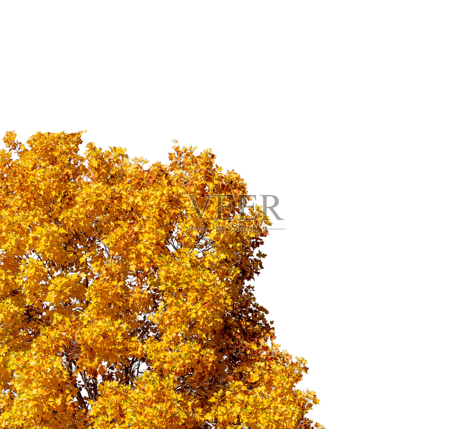 秋天树枝上的黄叶照片摄影图片