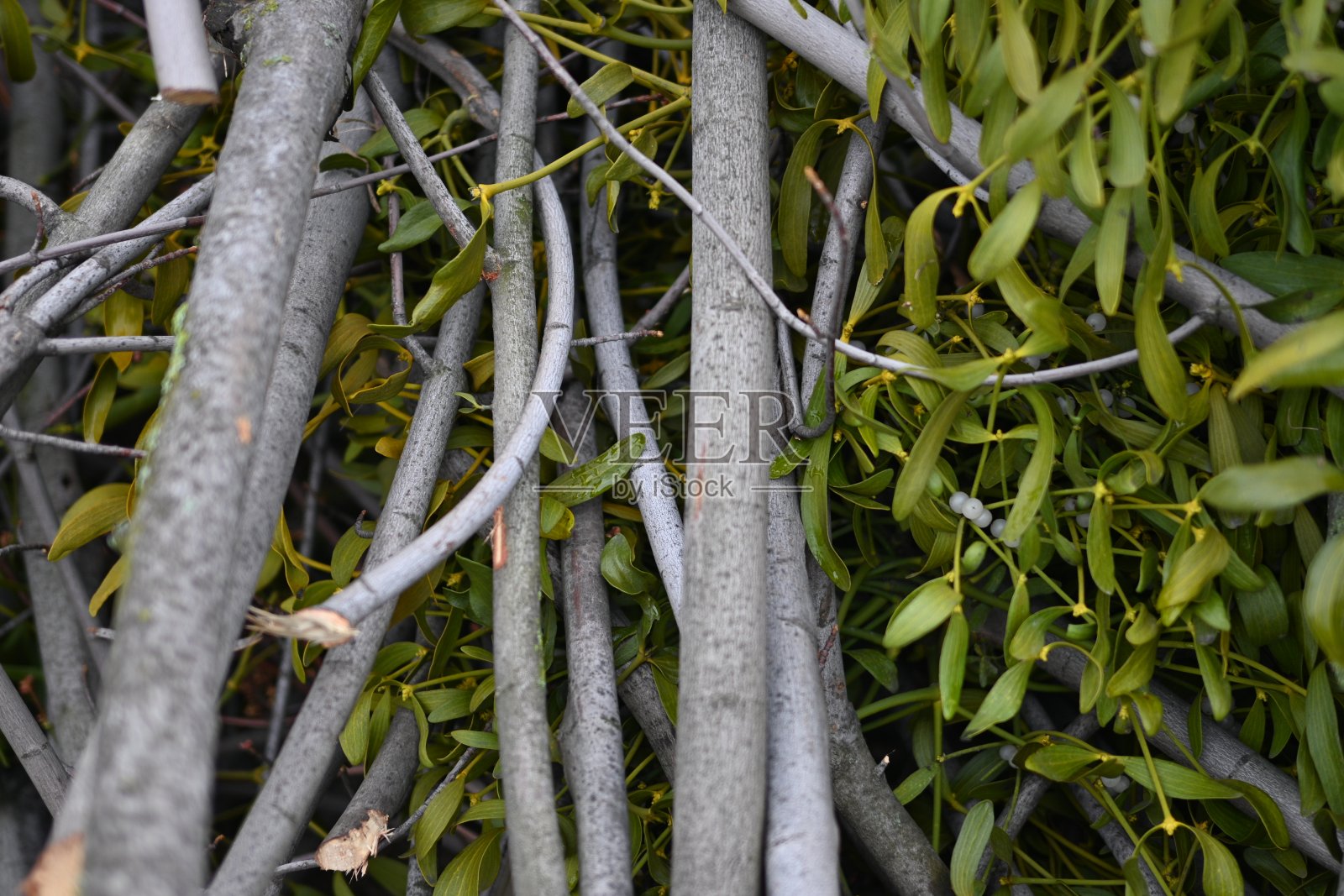 树木的春修，砍树干，长满青苔的乔木树干，灌木的砍枝，树枝上的槲寄生，树木的卫生修剪，修剪树木，修剪树木，灰色的原木照片摄影图片