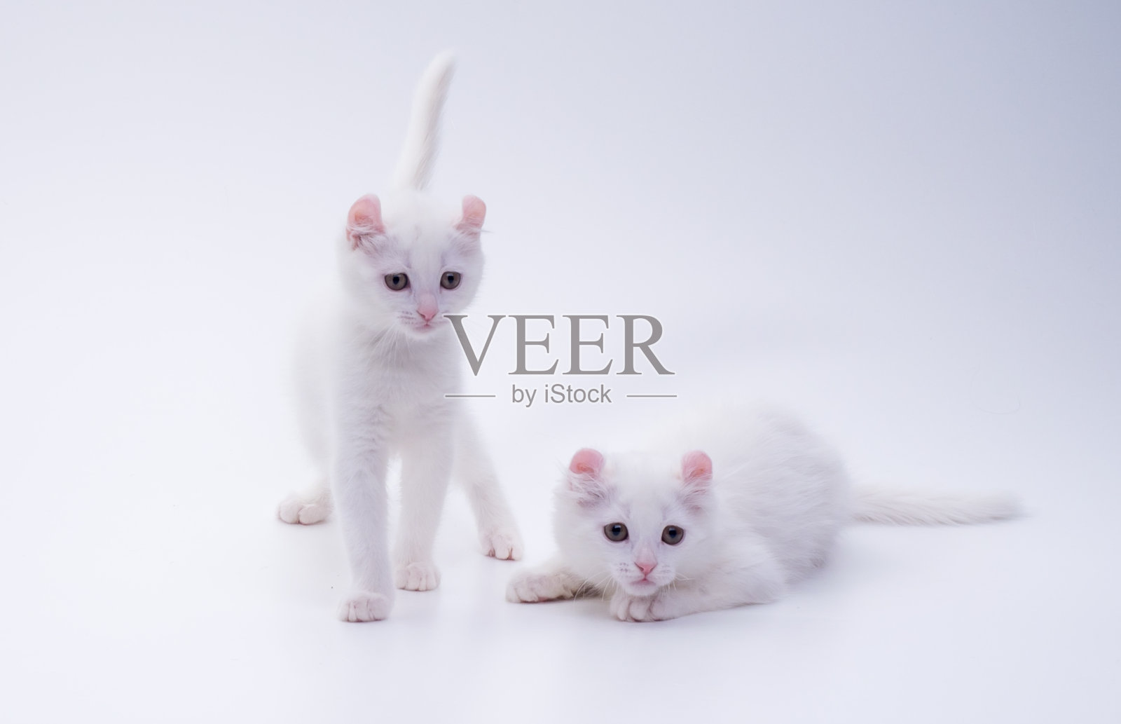 两只雪白的美国卷毛小猫在工作室的白色背景上玩耍。前视图照片摄影图片