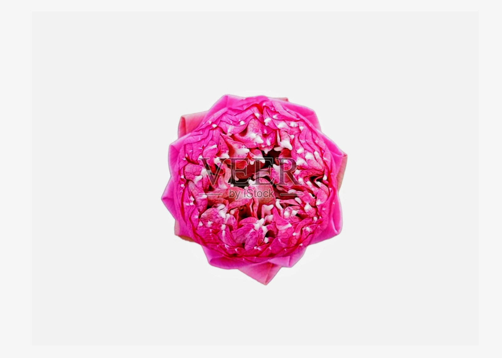 粉红色的莲花照片摄影图片