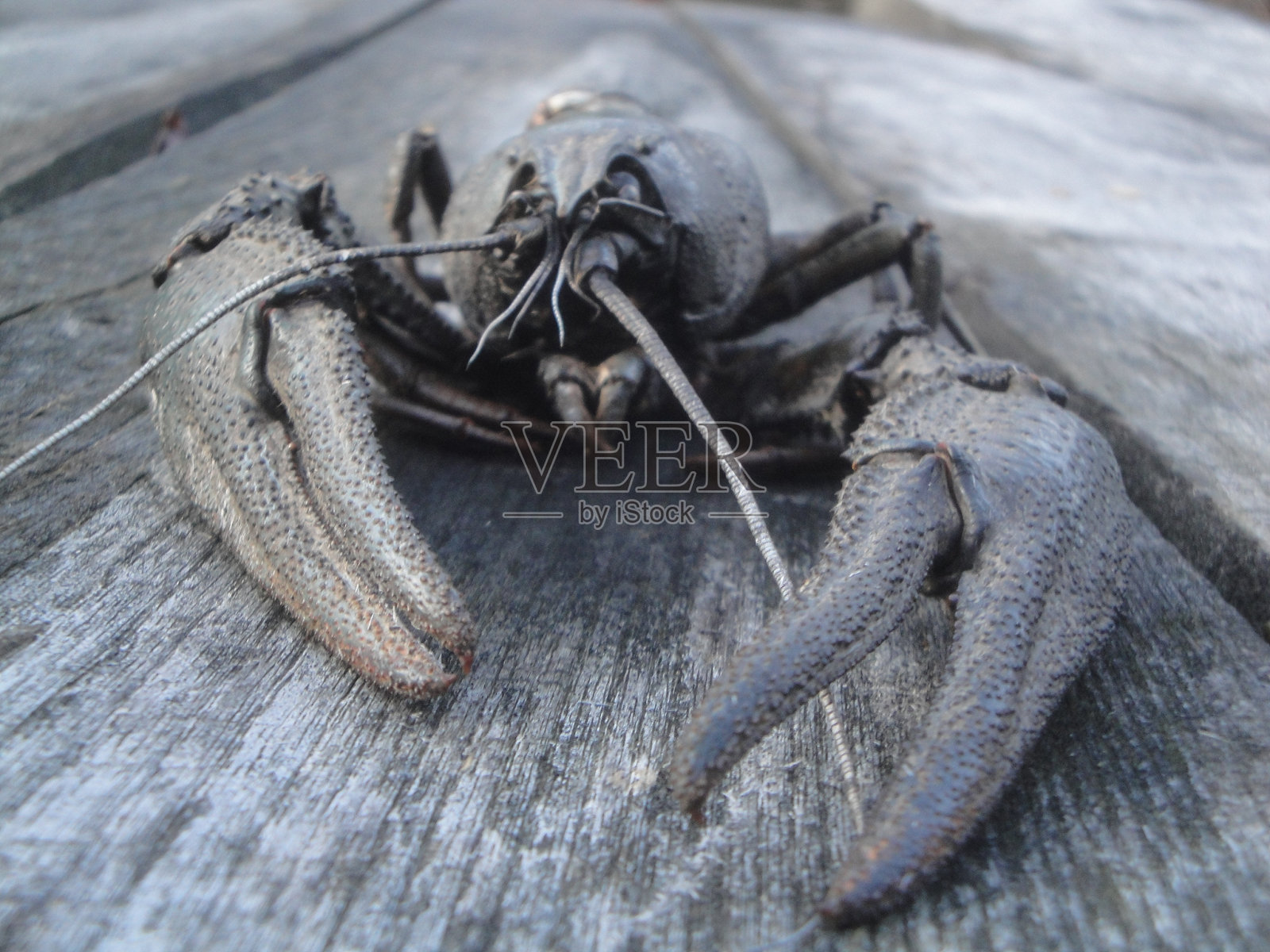 螃蟹:有爪子的甲壳类动物照片摄影图片