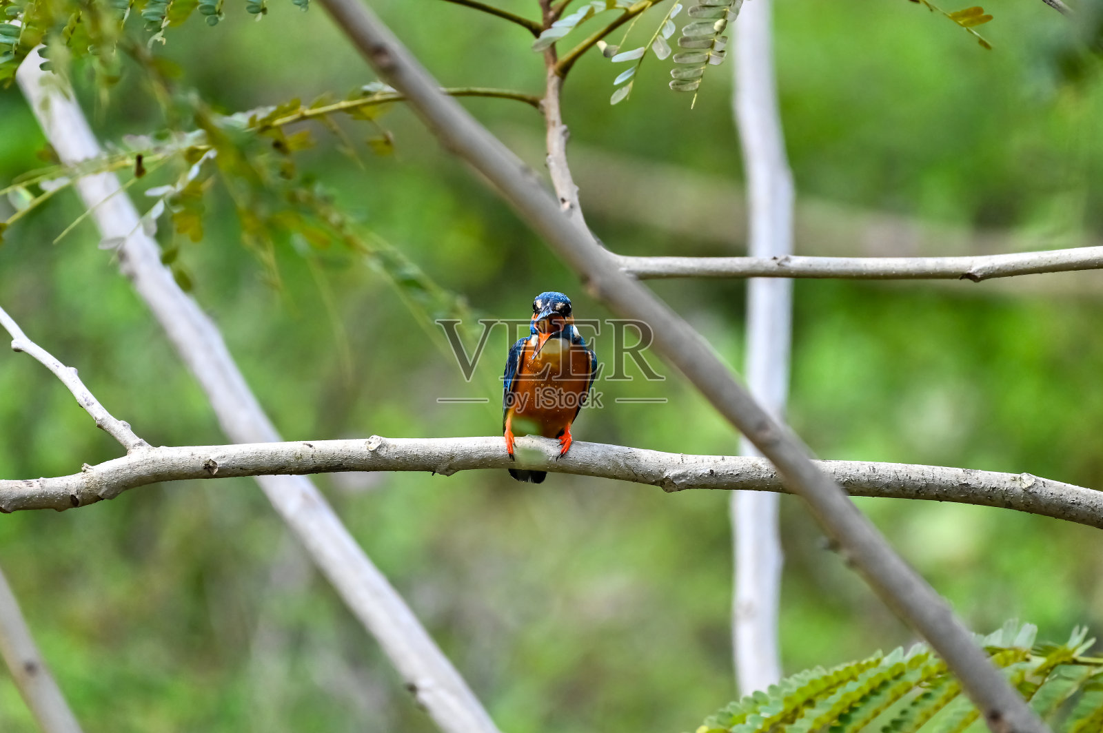 世界上美丽的鸟照片摄影图片