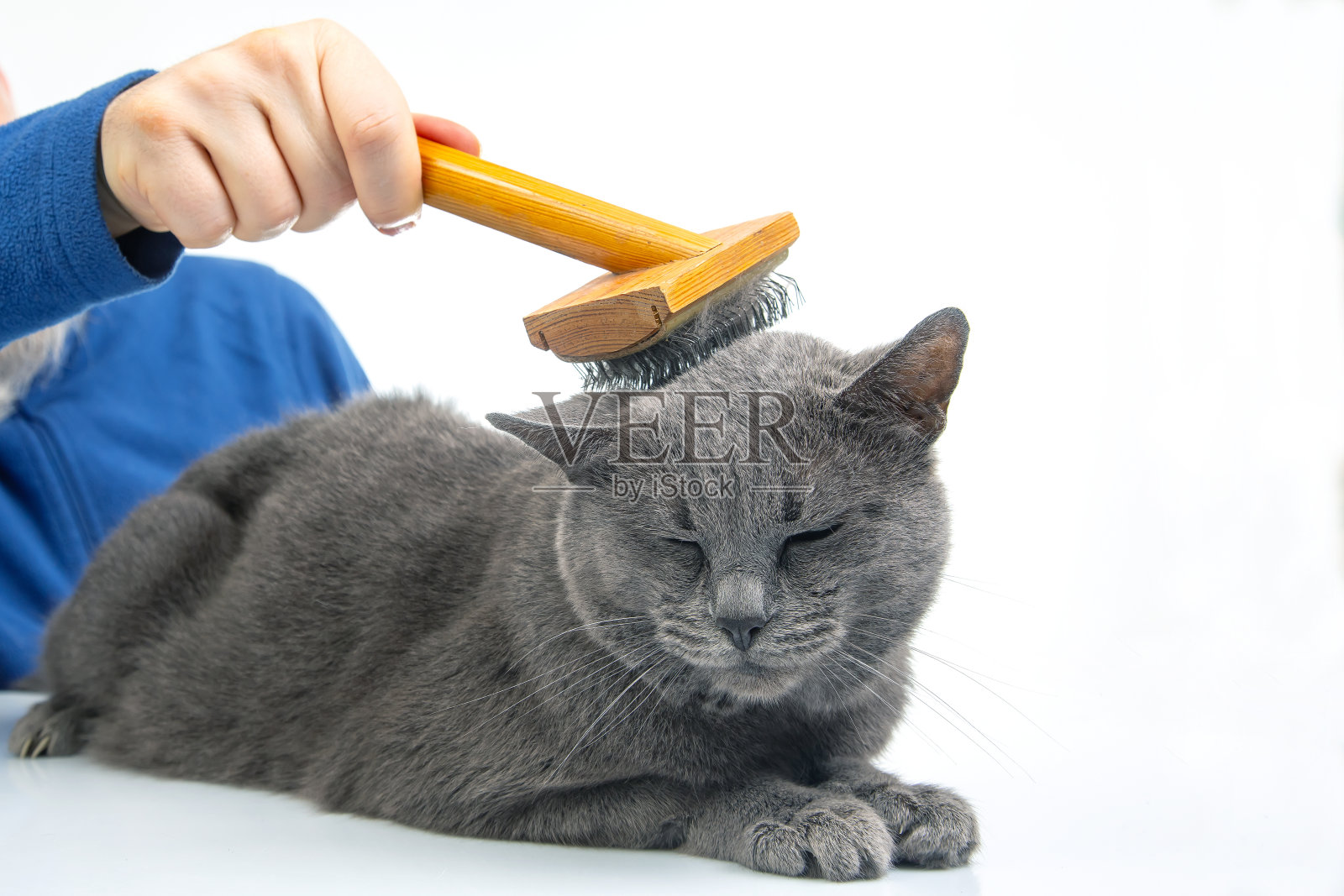 手在白色背景上用刷子梳理灰猫的皮毛。宠物护理照片摄影图片