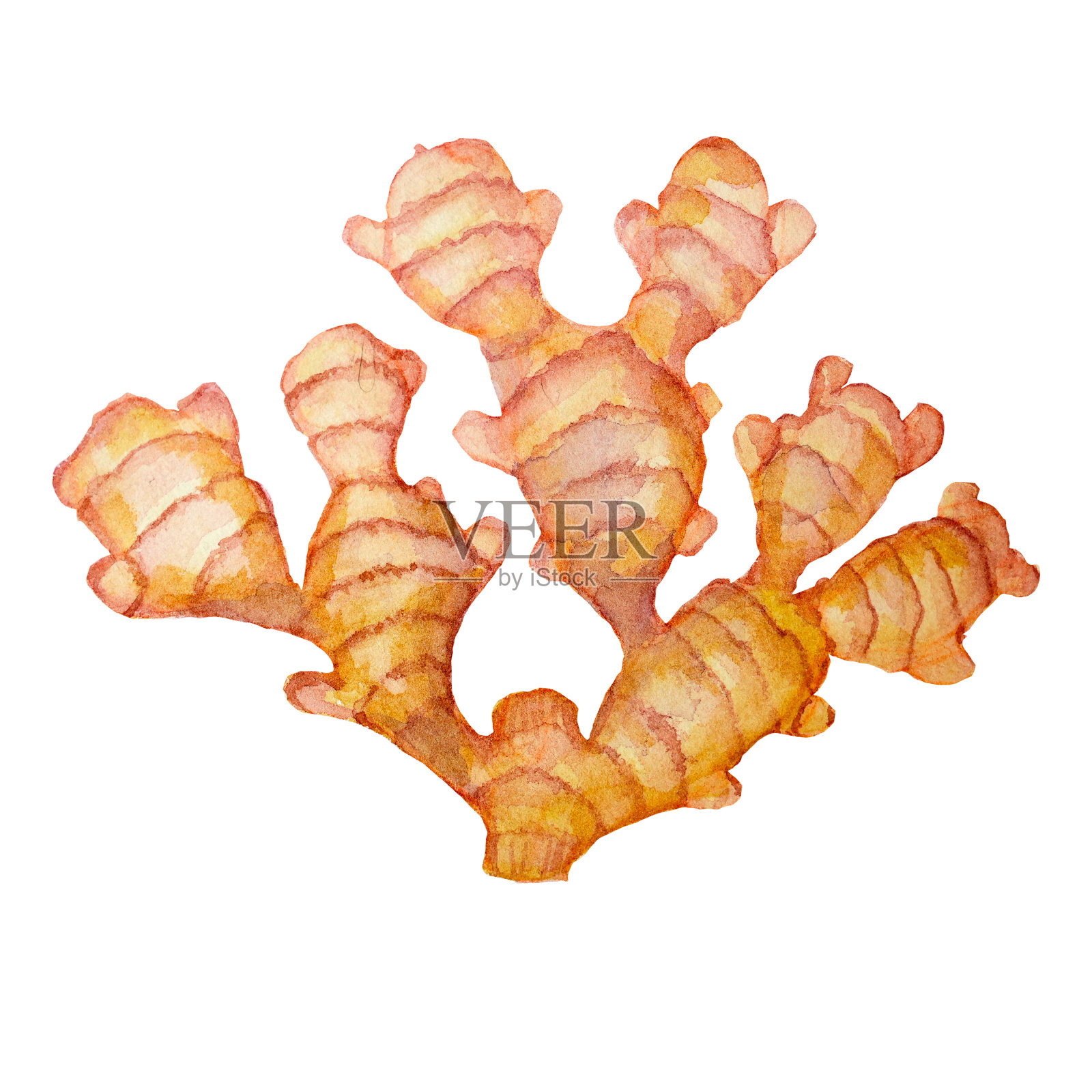 姜水彩画卡片，手工纺织品，印刷品，菜单，海报。插画图片素材