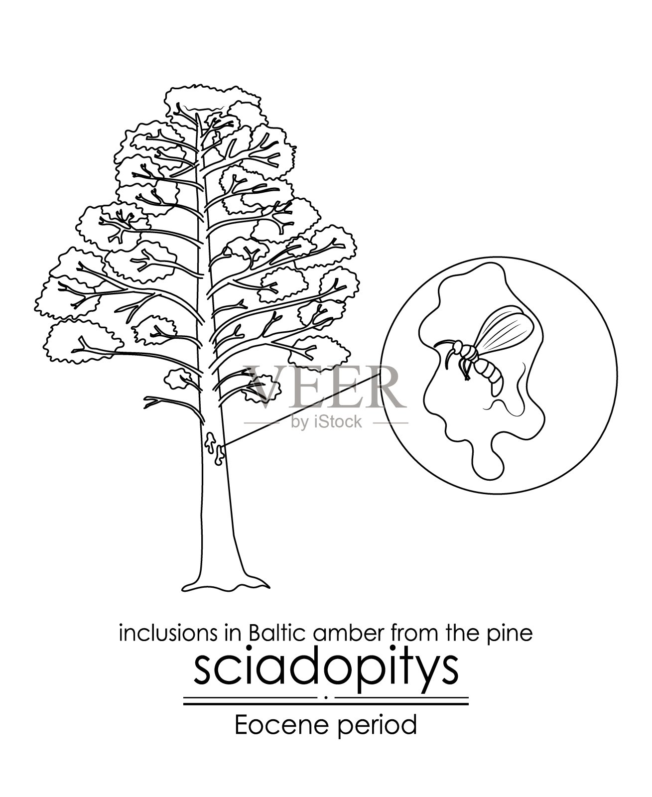始新世松树波罗的海琥珀中的包裹体。插画图片素材