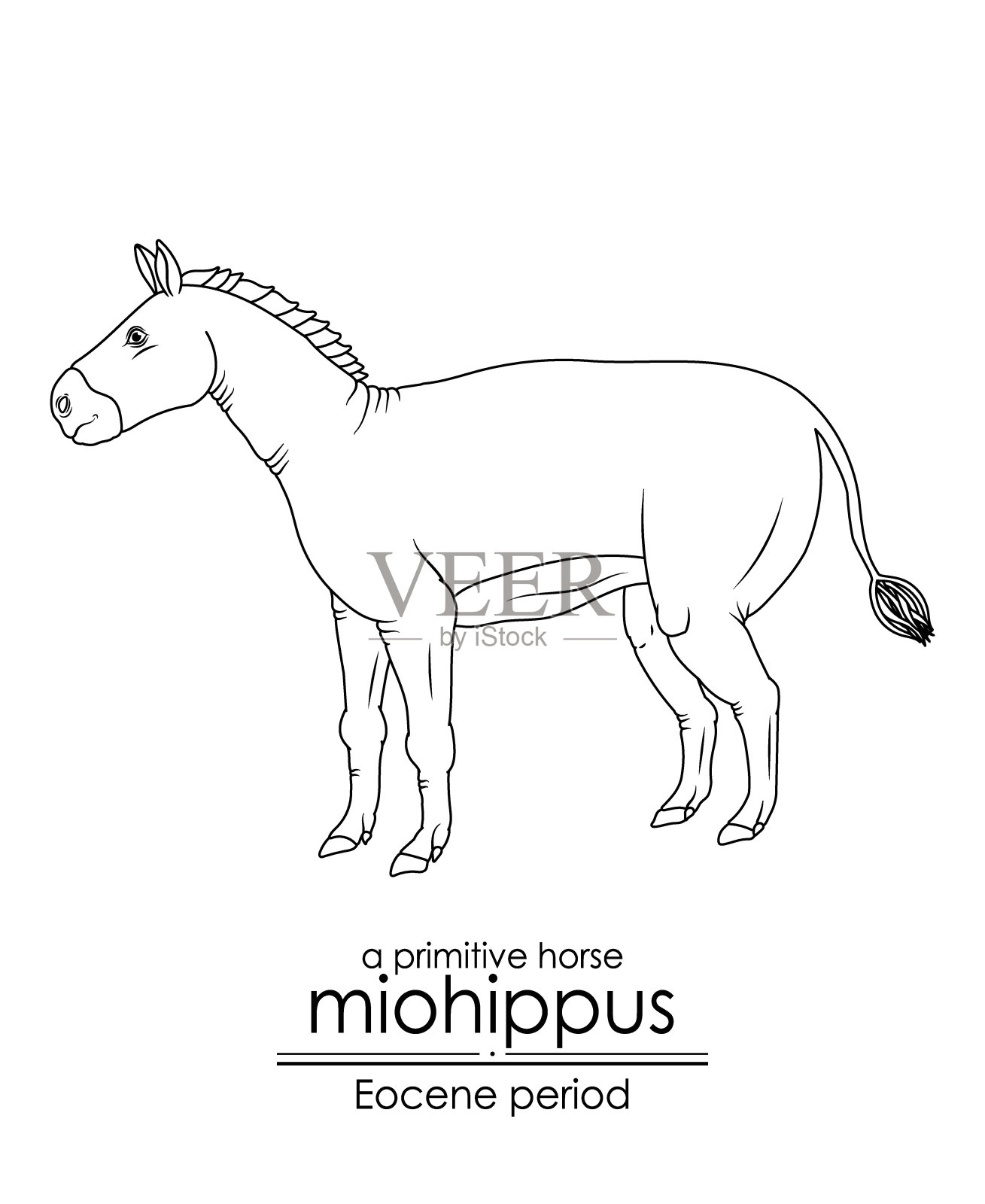 始新世时期的一种原始马插画图片素材