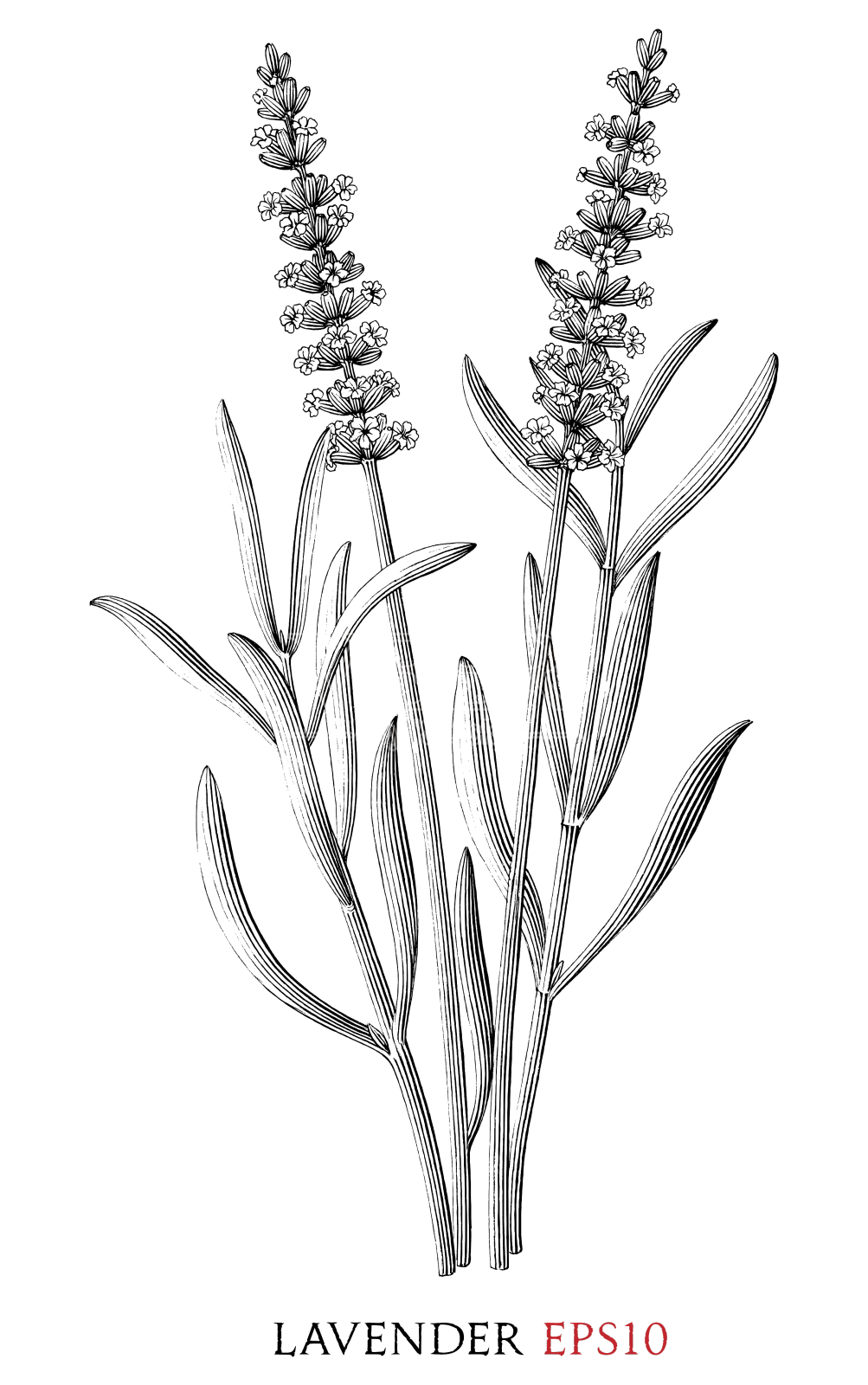 薰衣草设计元素图片