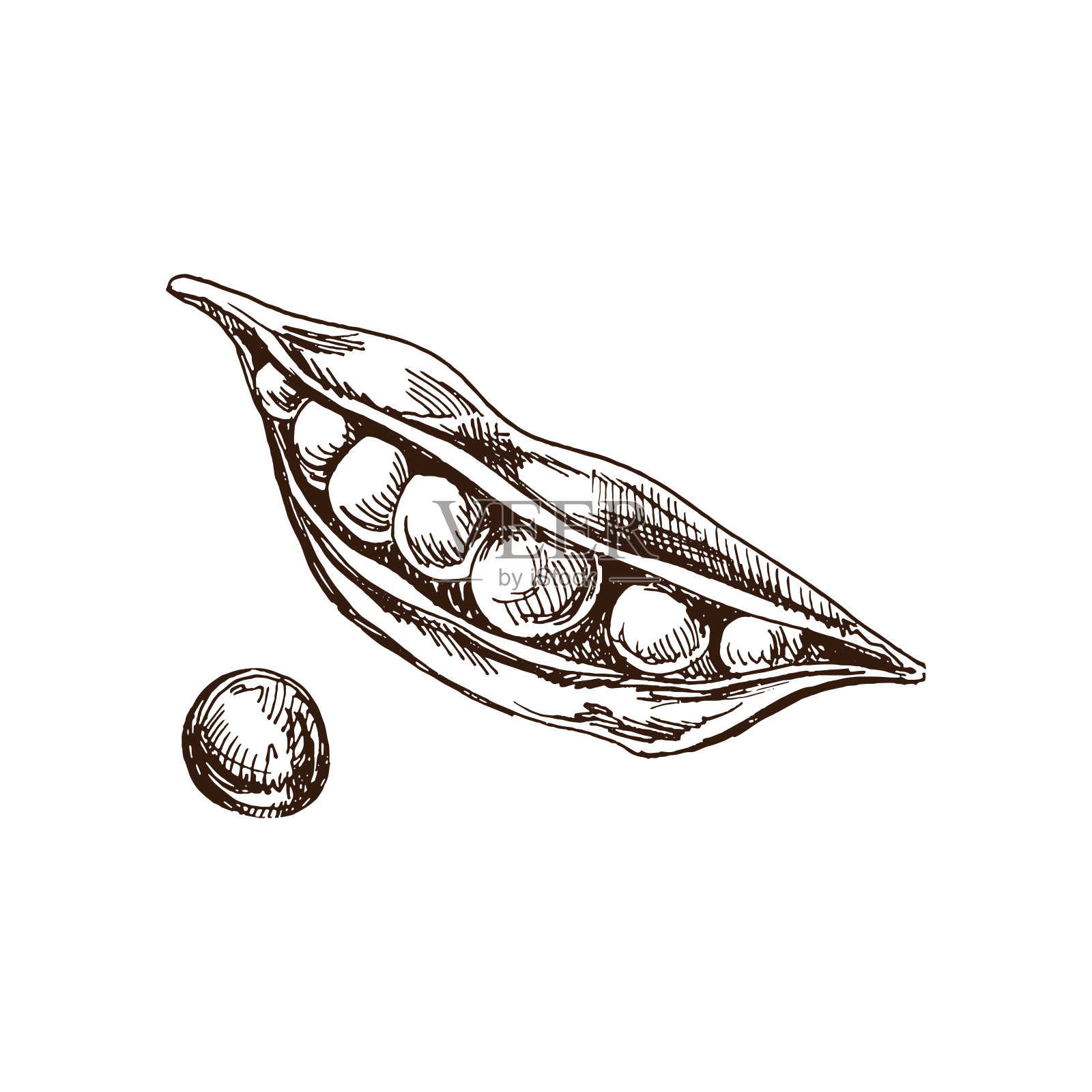 手绘绿色豌豆插图在素描风格。矢量蔬菜。复古涂鸦插图。咖啡馆菜单和标签的草图。雕刻的形象。收割。插画图片素材