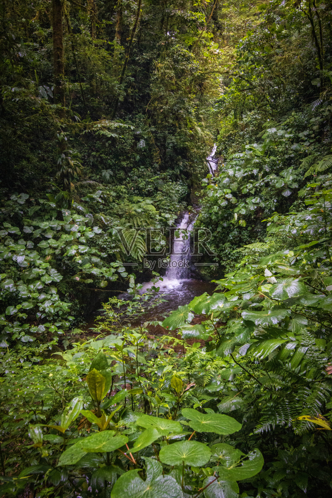 蒙特维德云雾森林的自然和动物(哥斯达黎加)照片摄影图片