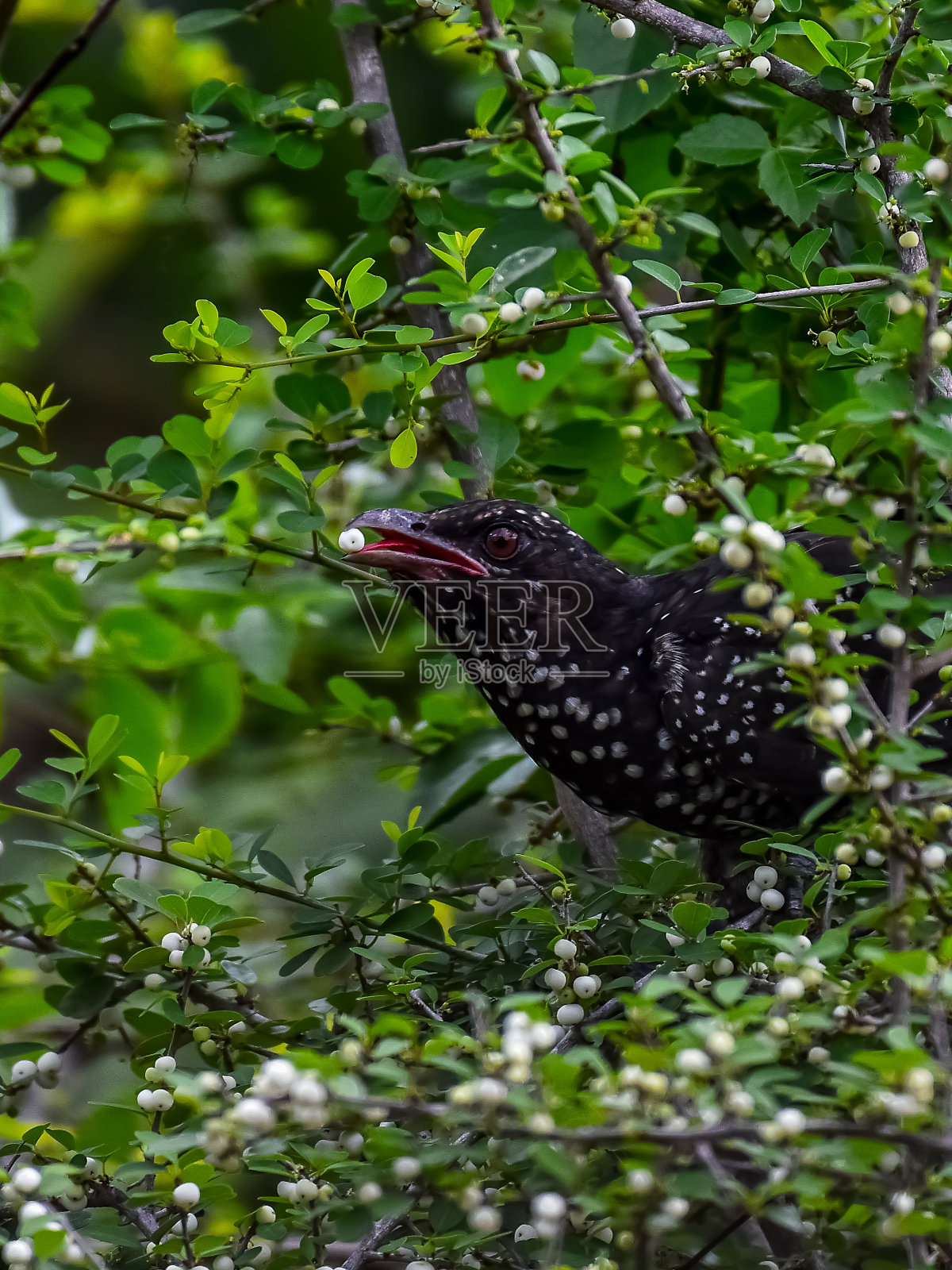 斯里兰卡的鸟类照片摄影图片