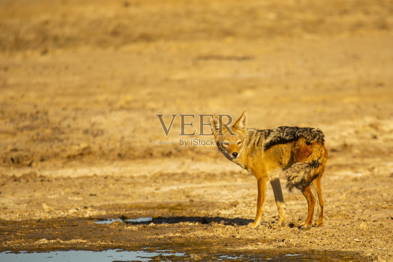 黑背胡狼照片摄影图片