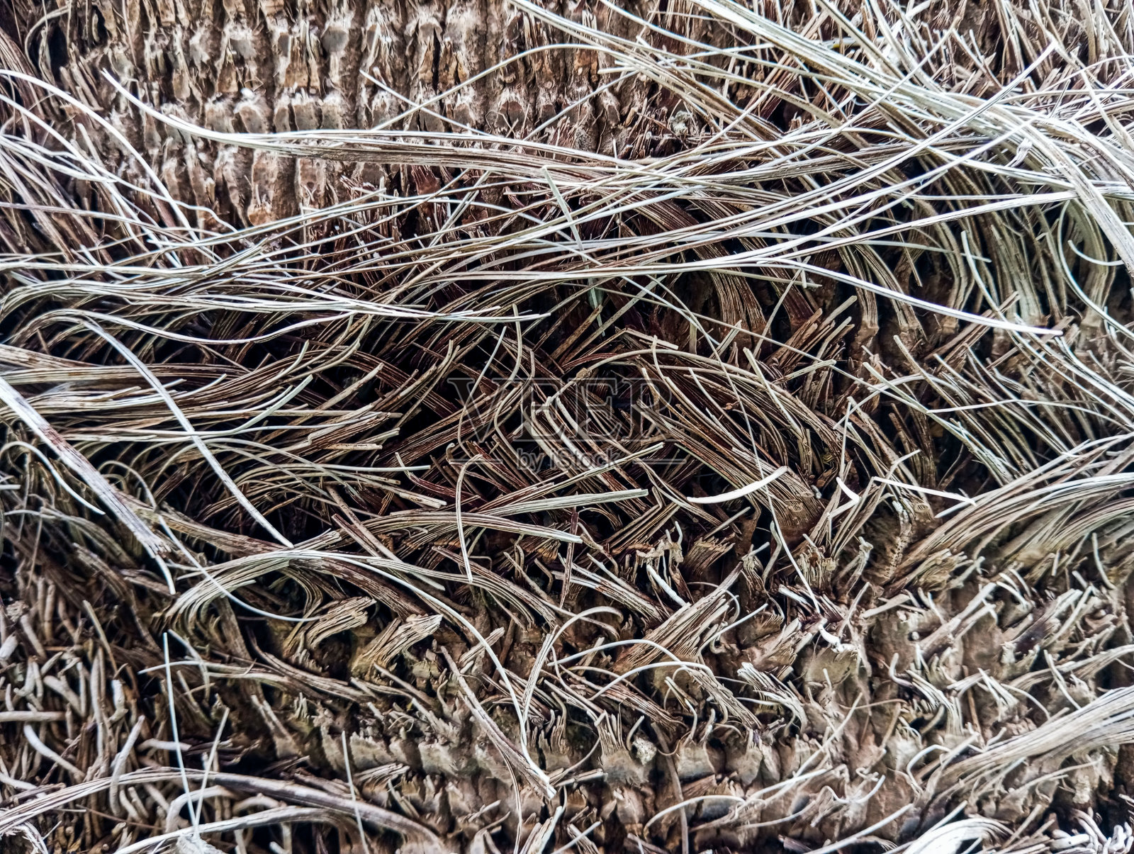 天然干燥的树根。抽象棕色自然树根纹理背景。旧的棕色混凝土天然壁纸。照片摄影图片