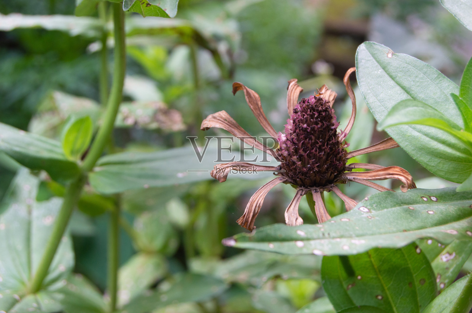 百日菊的花正在变干，开始脱落照片摄影图片