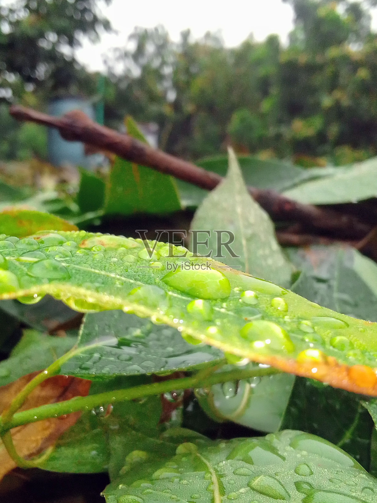 水滴落在绿叶上。绿叶与水滴的图像。水滴在树叶上摄影。照片摄影图片