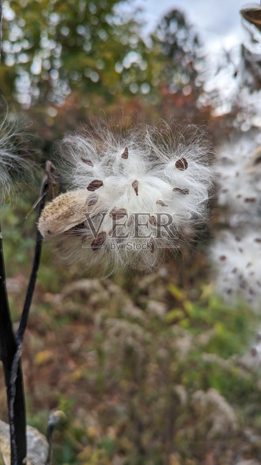 马利筋照片摄影图片