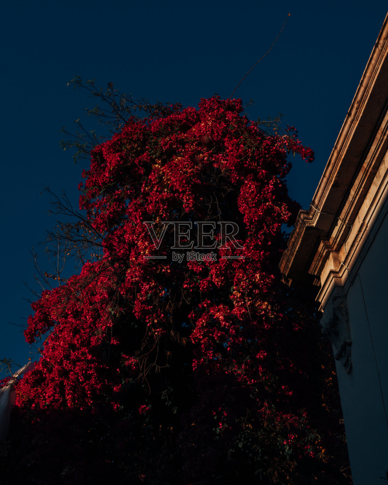 金色的小时照片摄影图片