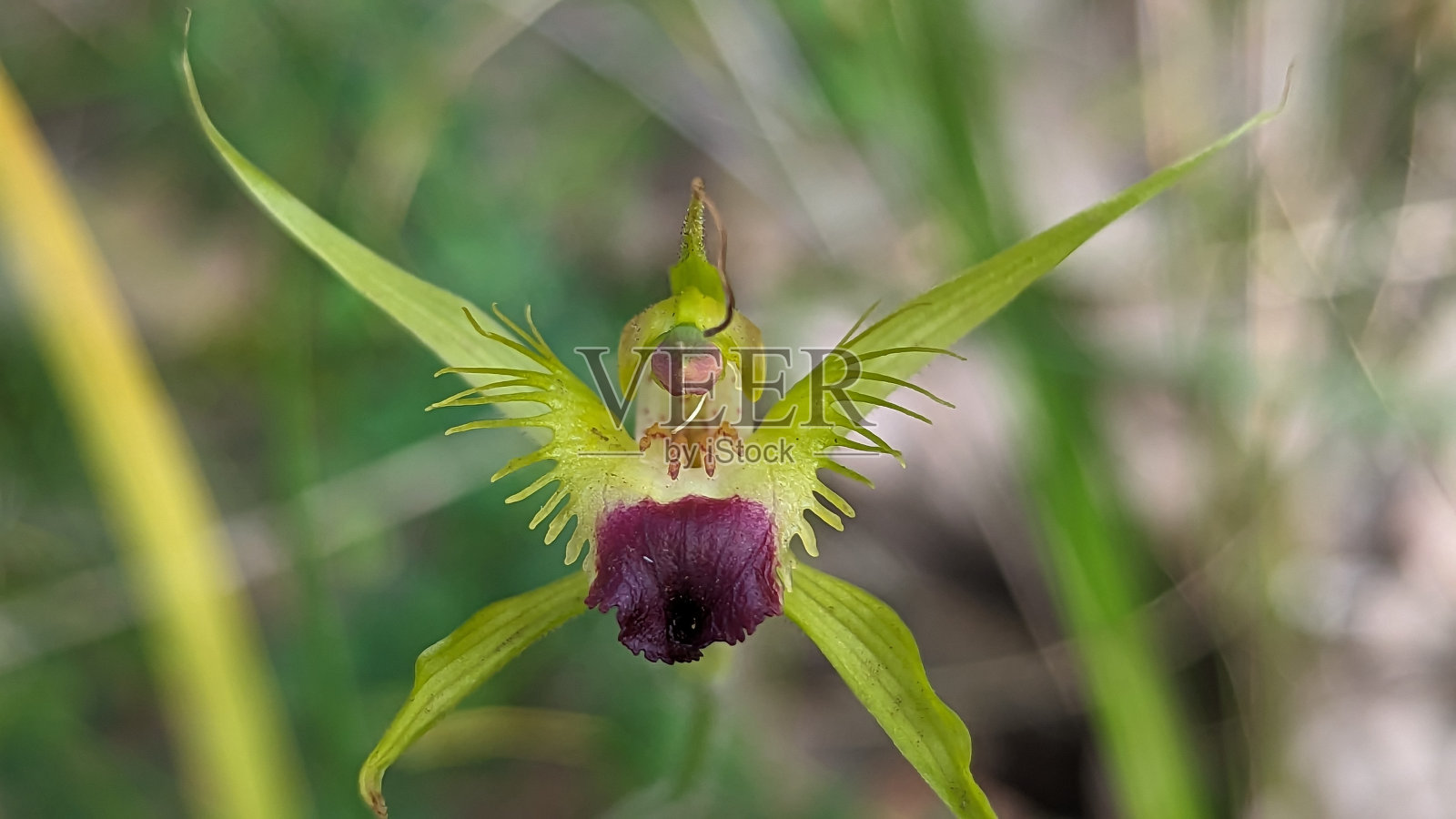 Karri蜘蛛兰生长在西澳大利亚的Karri森林中照片摄影图片