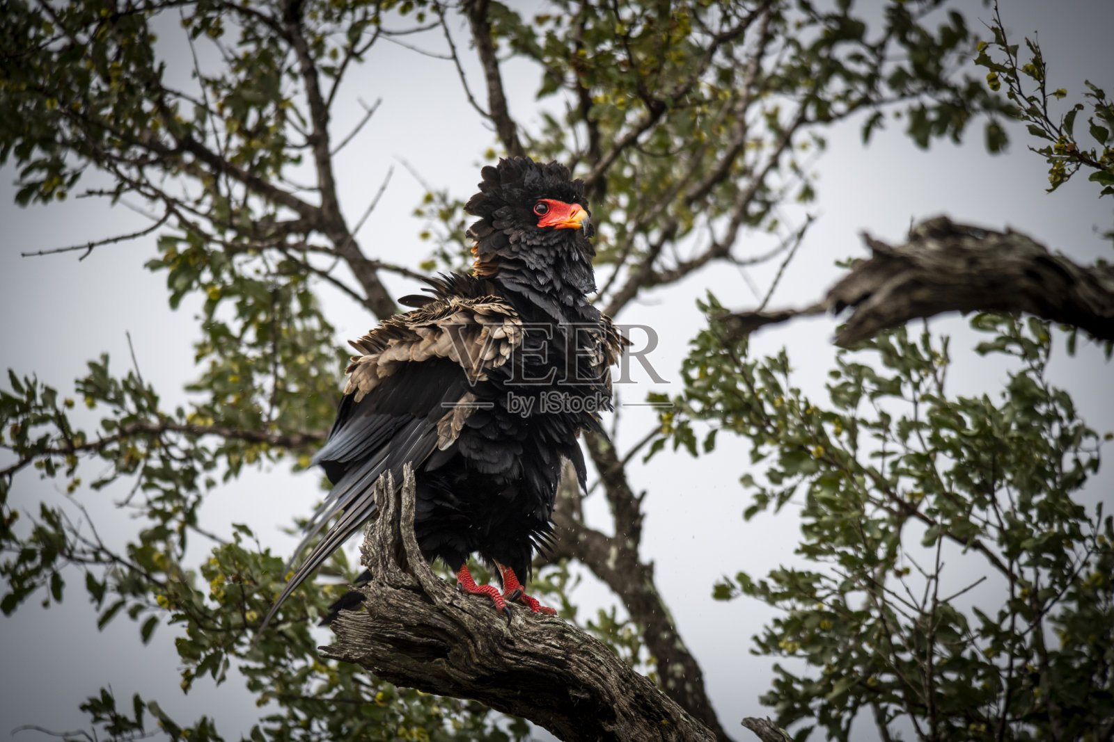 非洲野生猛禽照片摄影图片