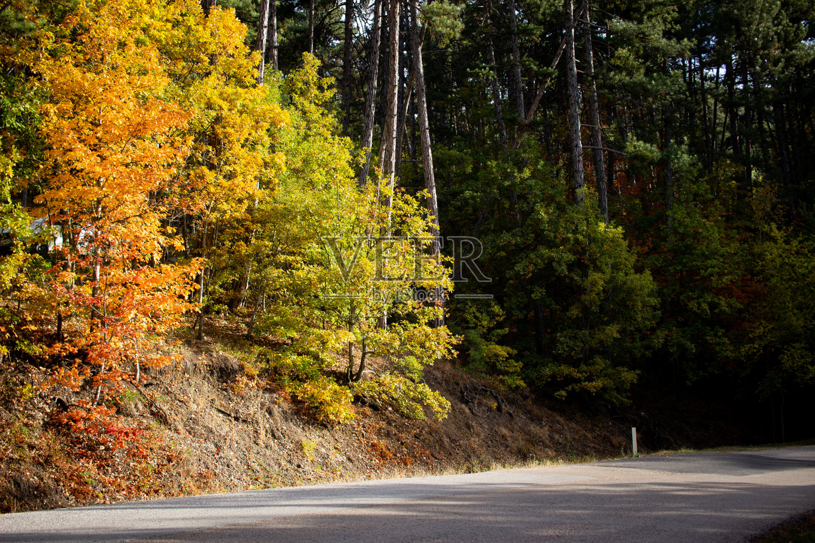 秋天的森林景色，色彩斑斓的树叶照片摄影图片