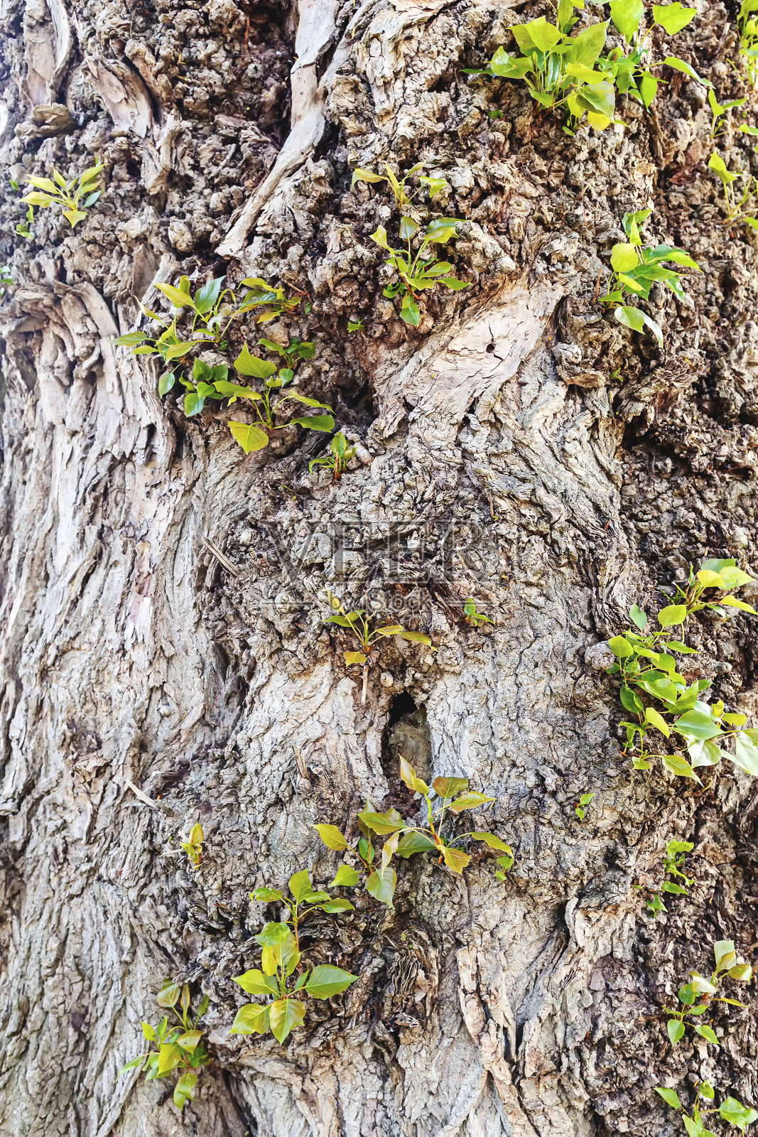 老树干的纹理背景照片摄影图片