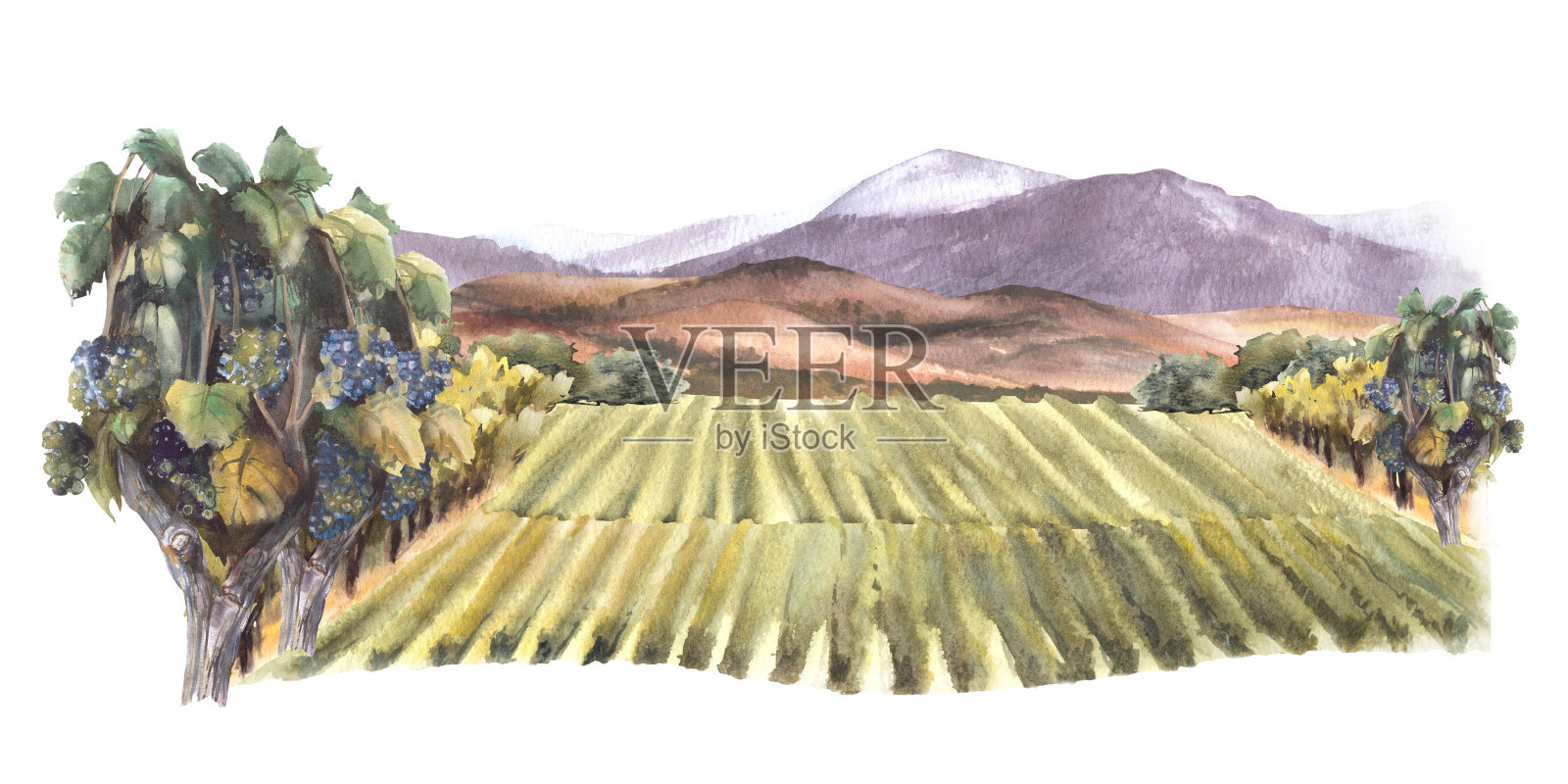水彩景观与葡萄园，树木，丘陵和山脉。乡村景观，酿酒标签插画图片素材