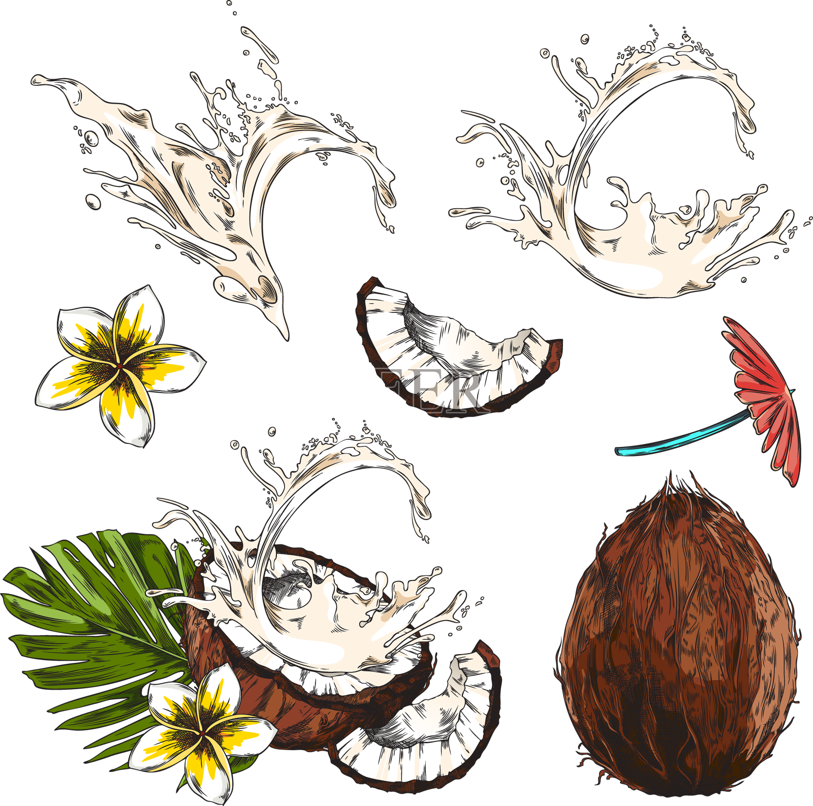 一套手绘的彩色椰子奶叶设计元素图片