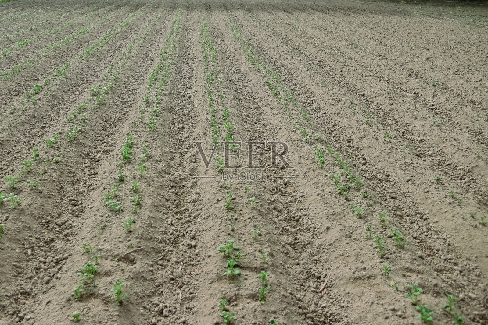 作物领域。这里种土豆。一块马铃薯地。照片摄影图片