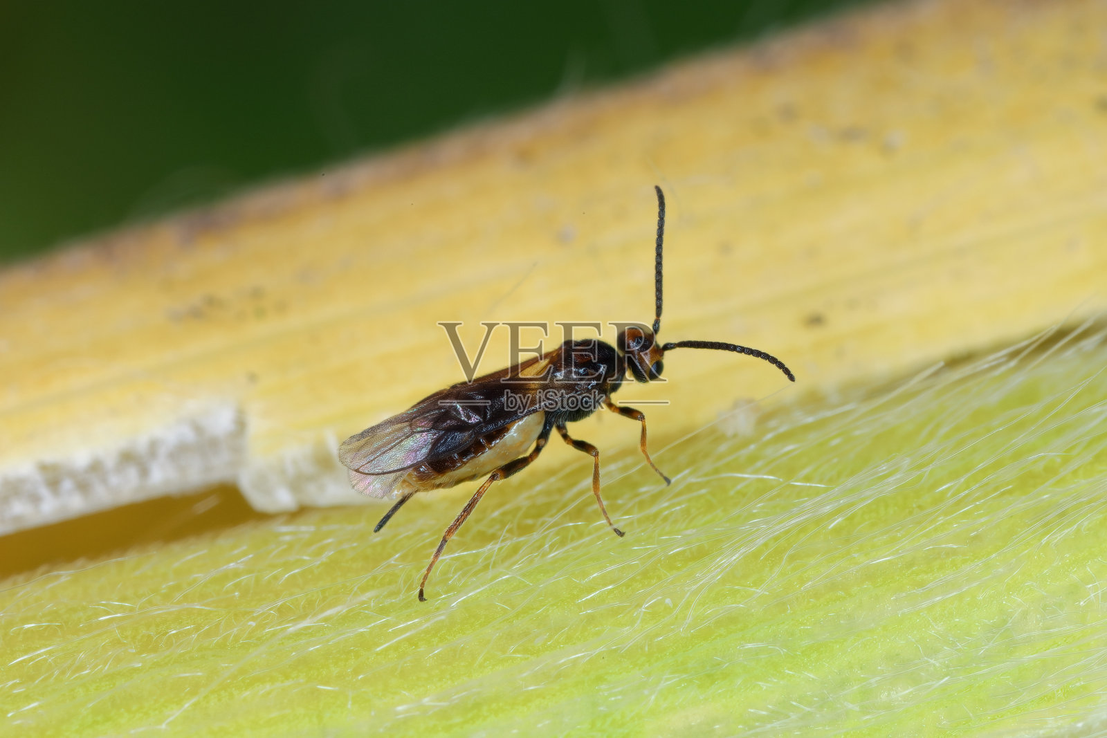 小蜂科的小黄蜂，欧洲玉米螟或高飞蛾(玉米螟)毛虫的寄生体。在一截玉米秸秆中发现。照片摄影图片