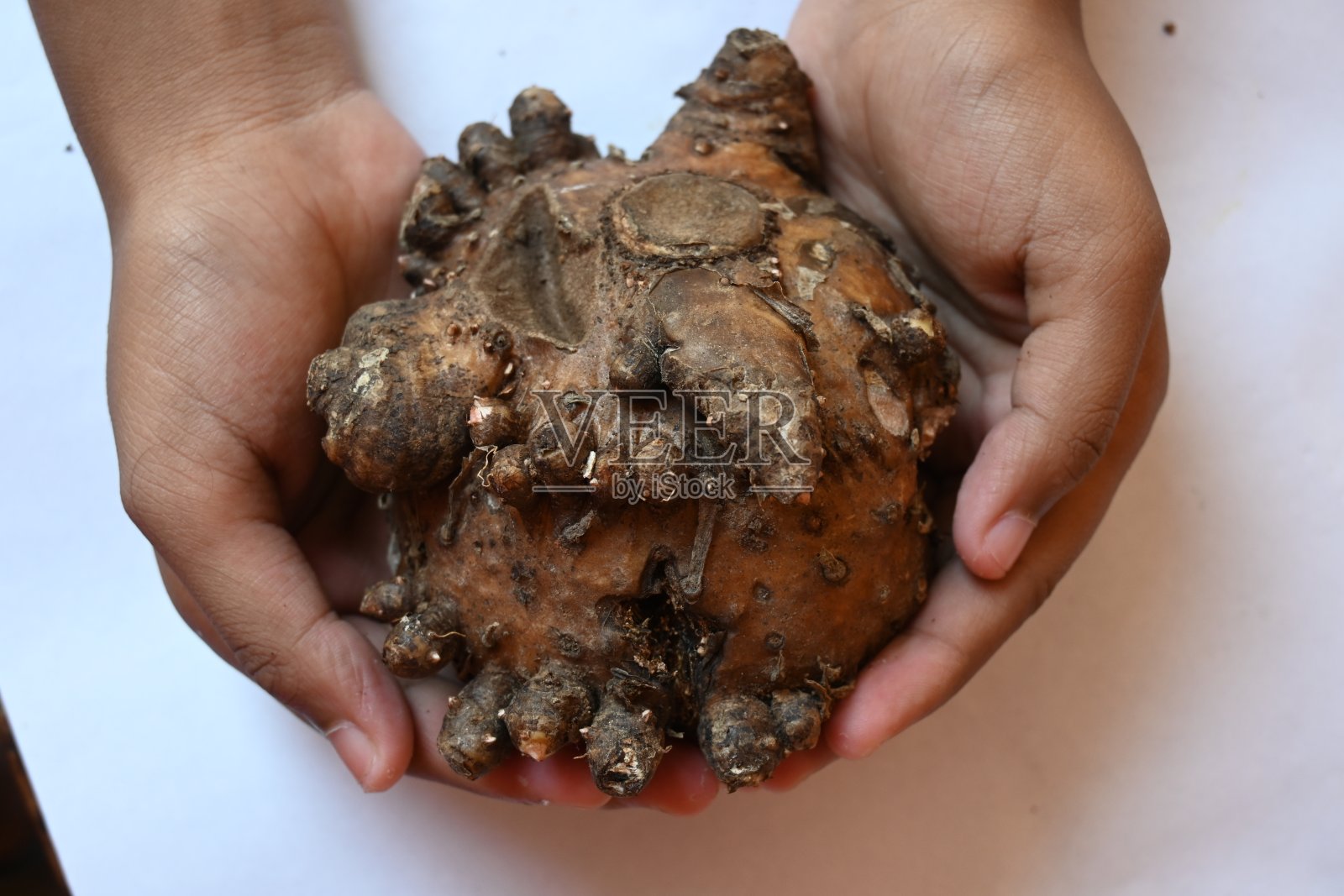 象脚山药。照片摄影图片