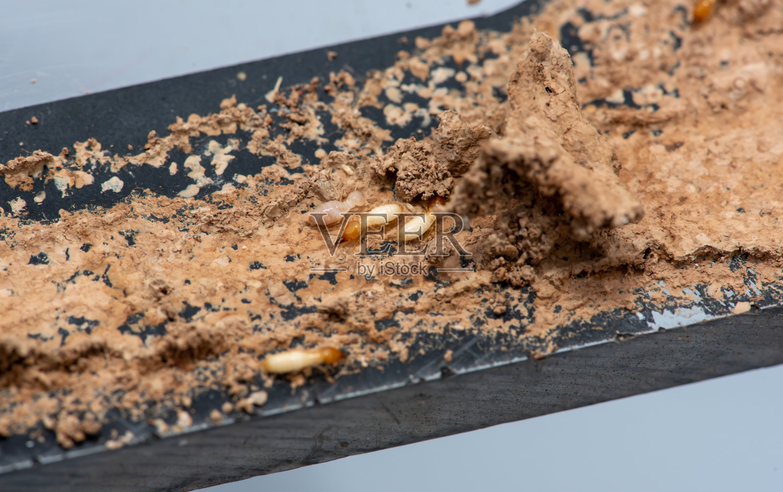 白蚁啃木头特写(白蚁破坏房屋)照片摄影图片