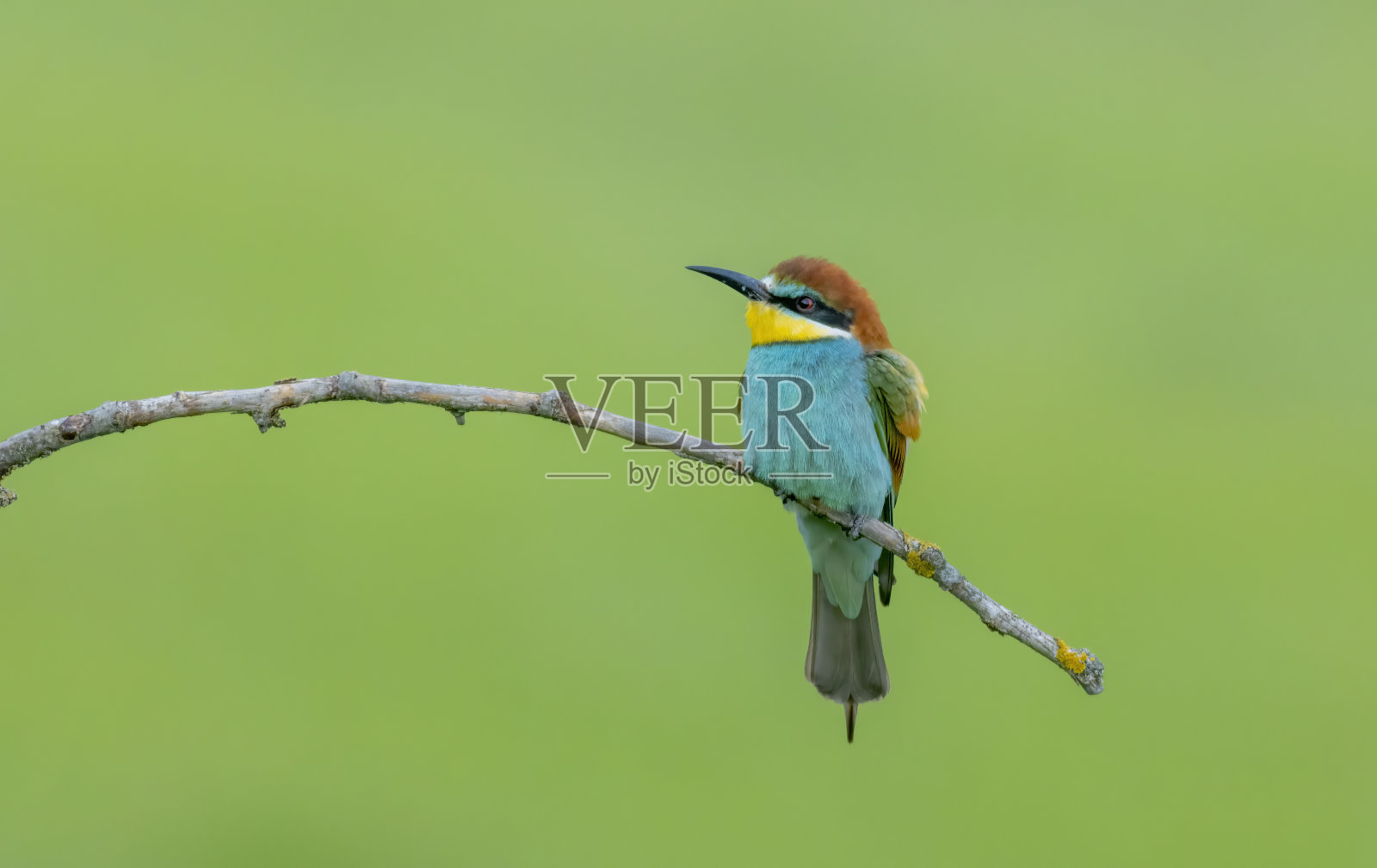 常见的食蜂鸟照片摄影图片