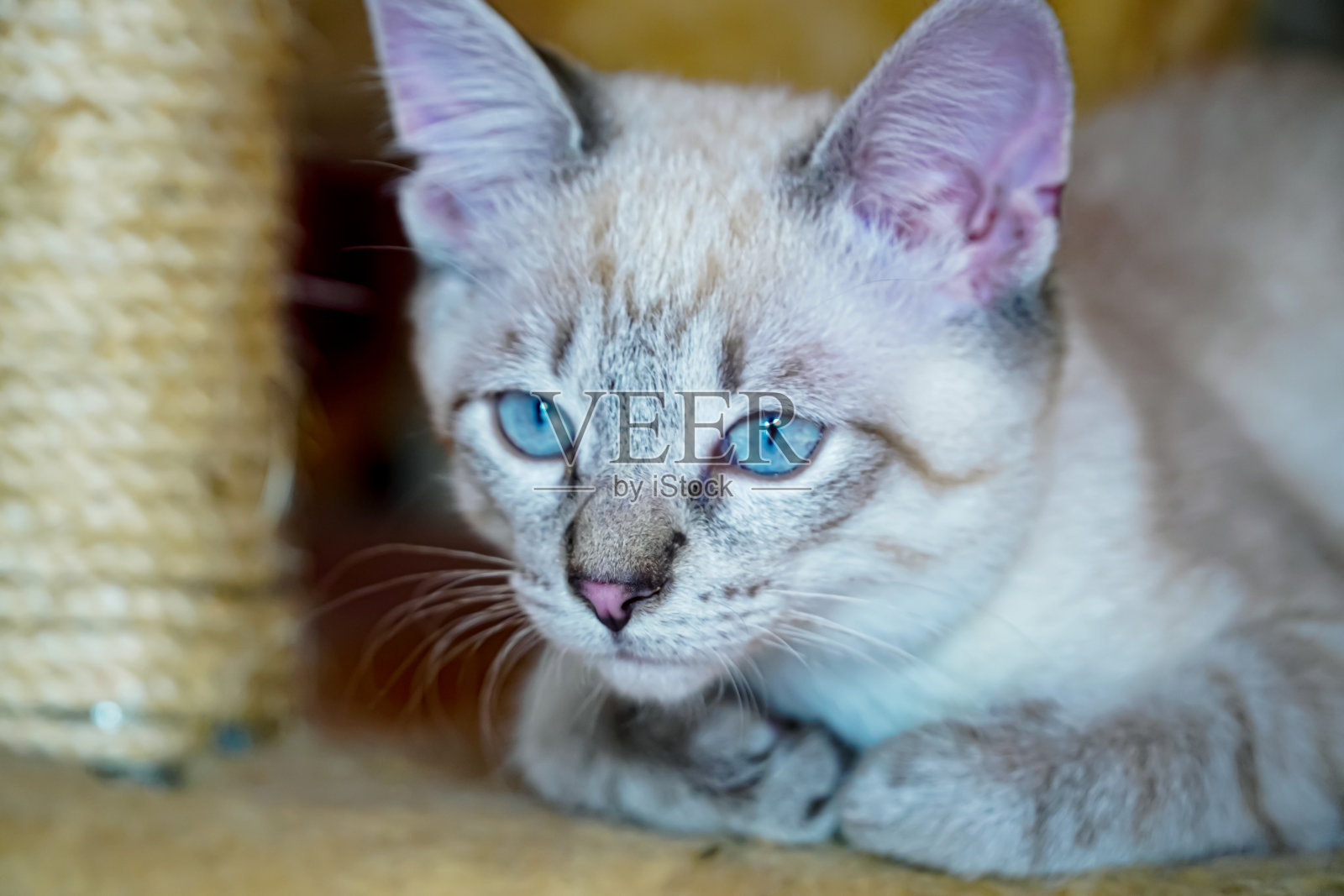 小猫的姿势。灰色和白色的猫特写。有选择性的重点。照片摄影图片