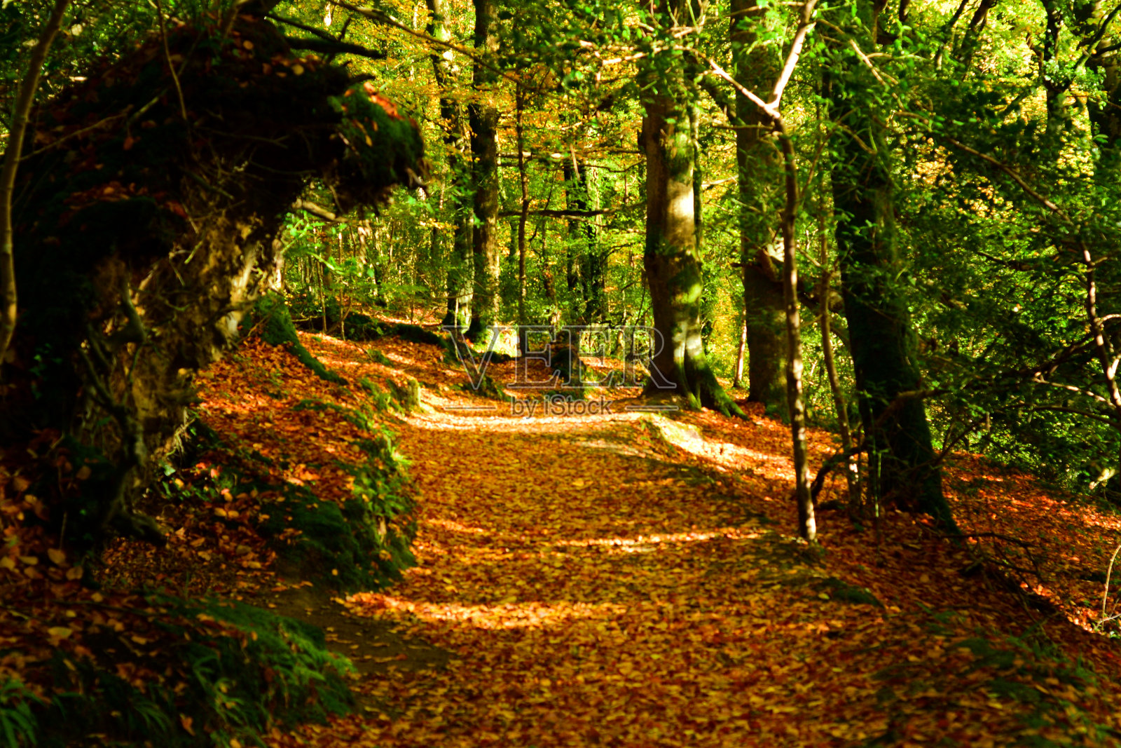 秋天的金照片摄影图片