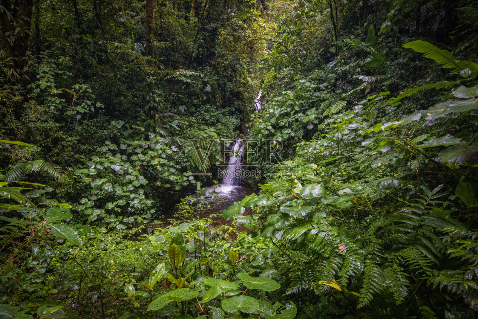 蒙特维德云雾森林的自然和动物(哥斯达黎加)照片摄影图片