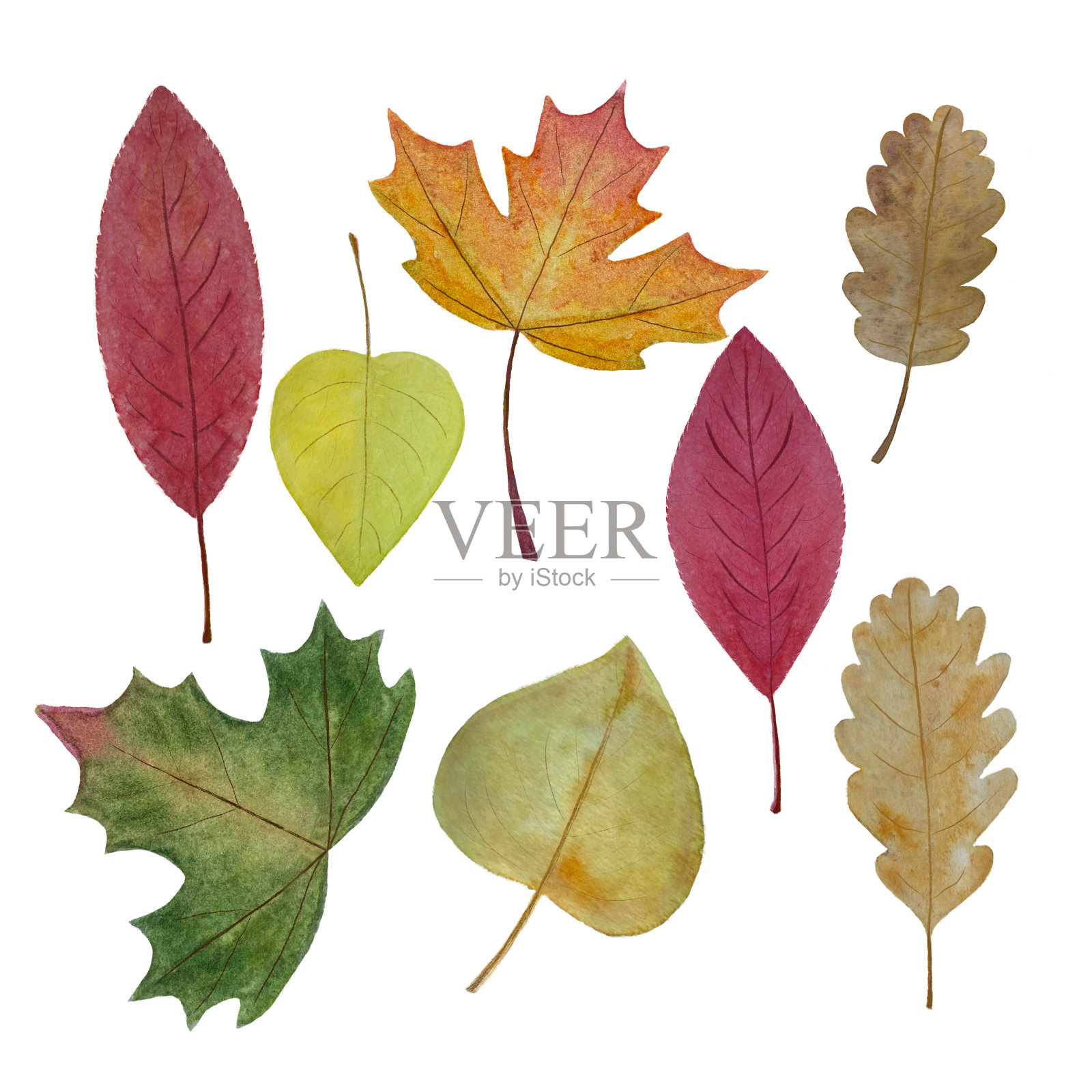水彩纹理秋叶集手绘插画图片素材