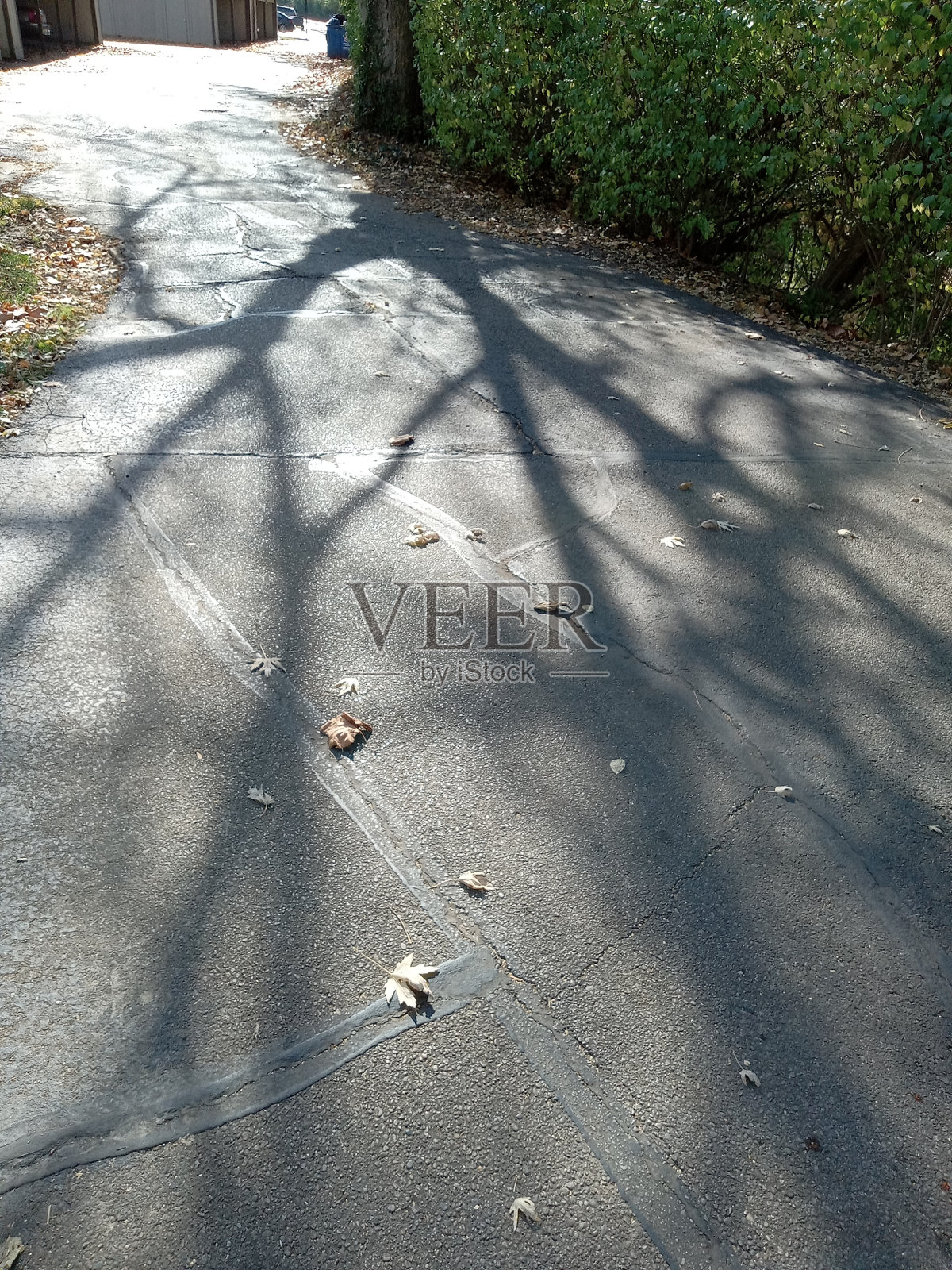 树照片摄影图片