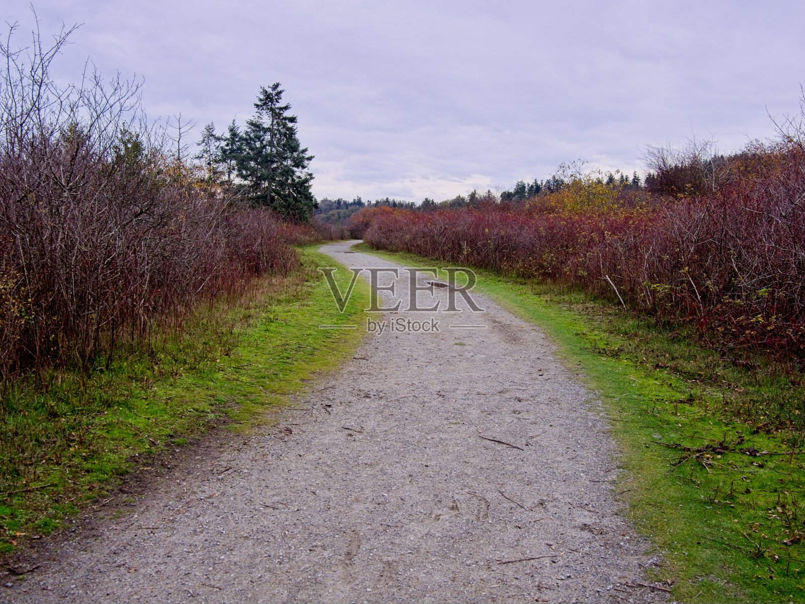 温哥华岛的岛屿景观海滩照片摄影图片