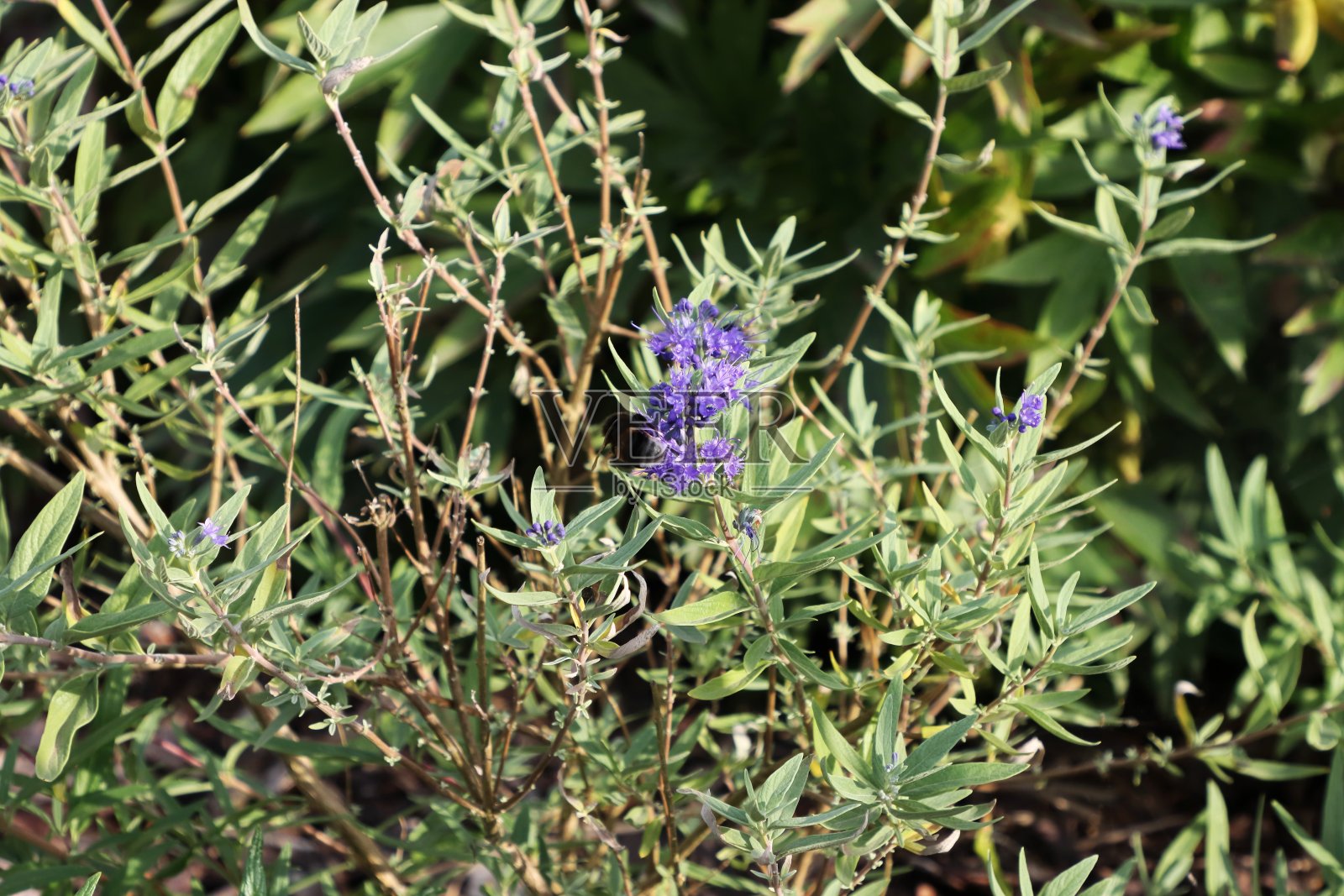 蓝胡子的好品种照片摄影图片