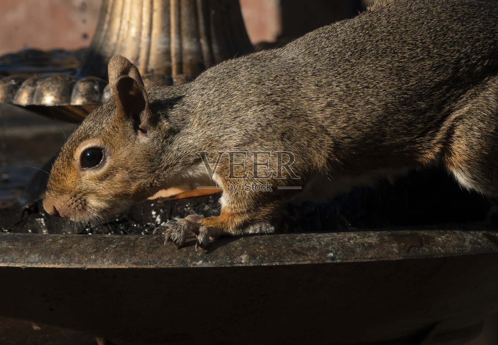 一只松鼠在啃鸟食照片摄影图片