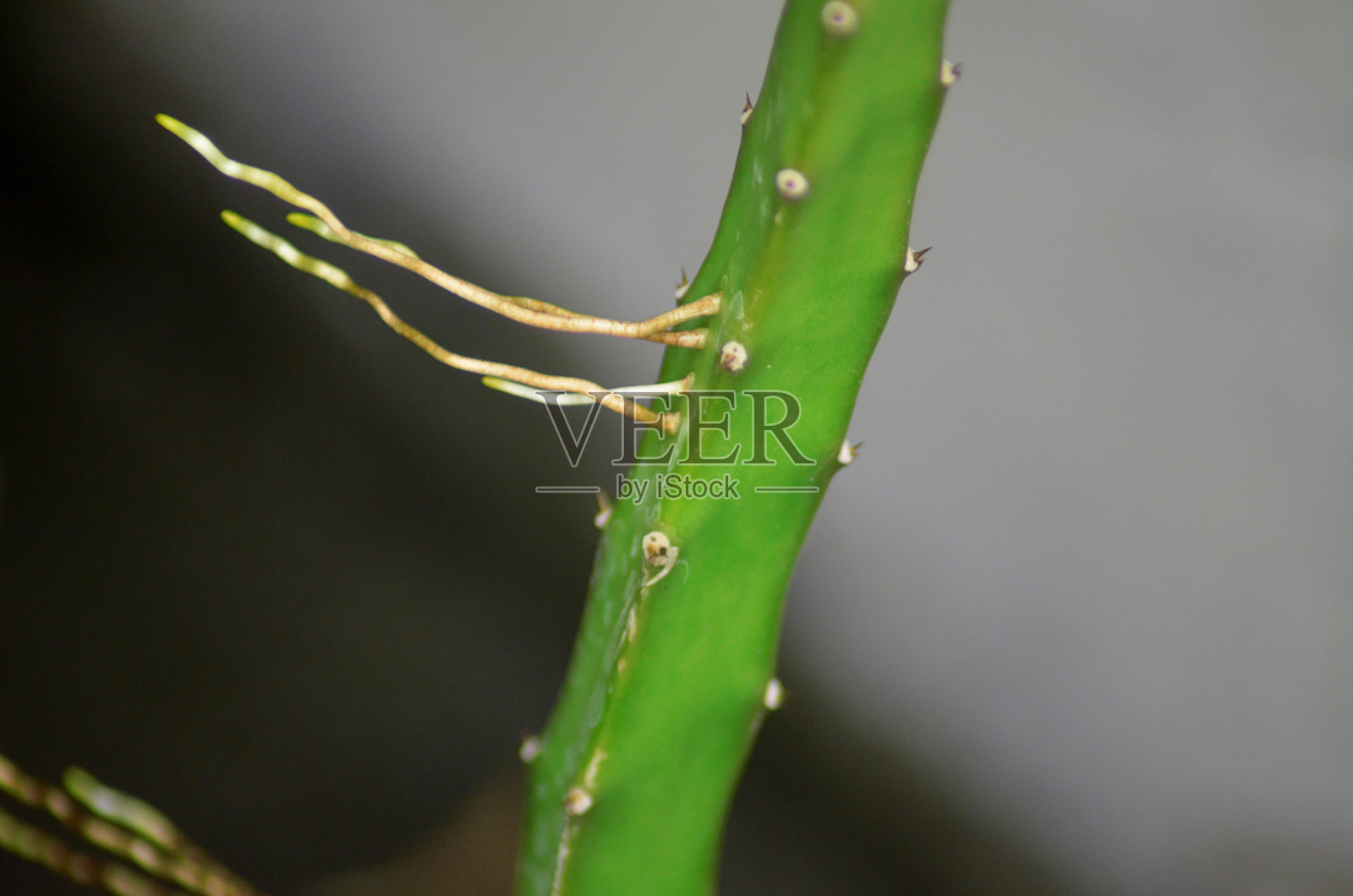 龙树干照片摄影图片