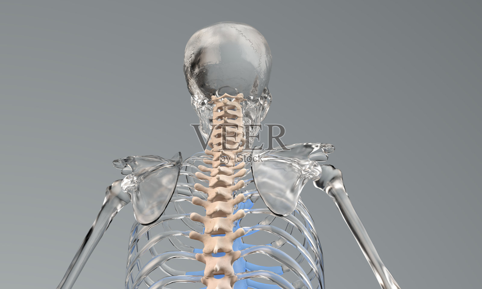 玻璃骨架颈椎解剖照片摄影图片