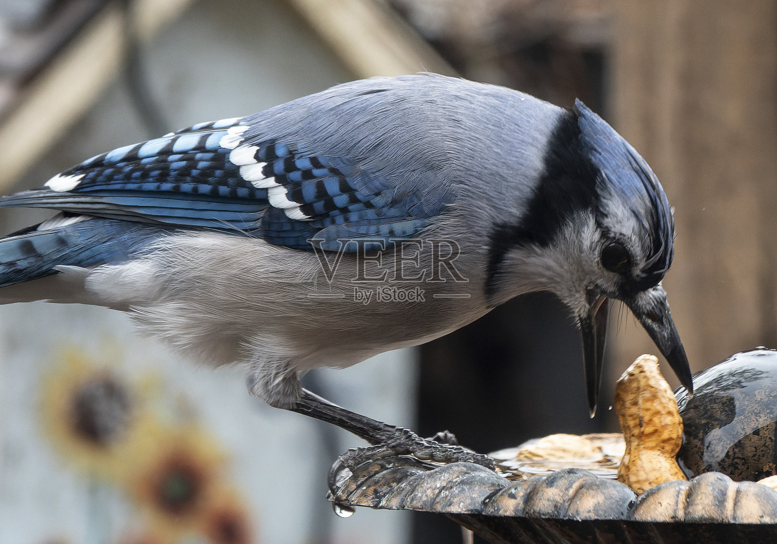 一只冠蓝鸦在水盆里发现了一颗花生照片摄影图片