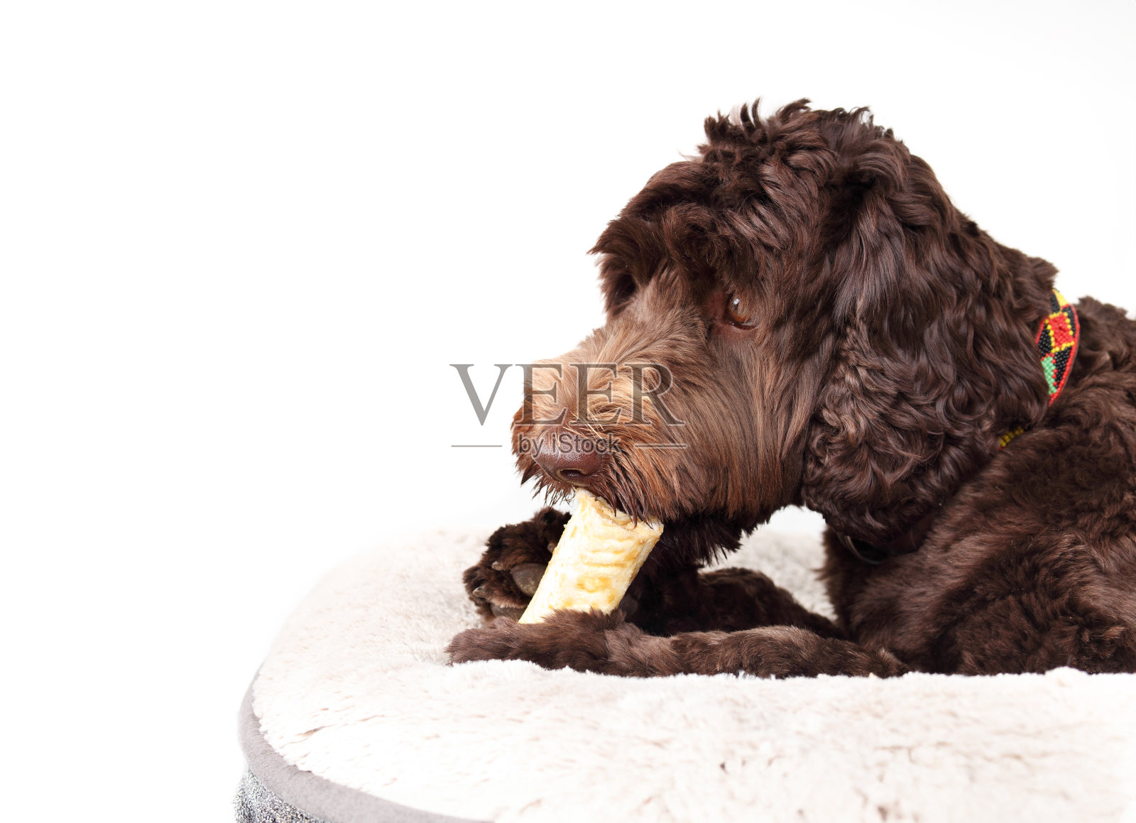 快乐的狗狗在咀嚼着没有皮的牙棒。照片摄影图片