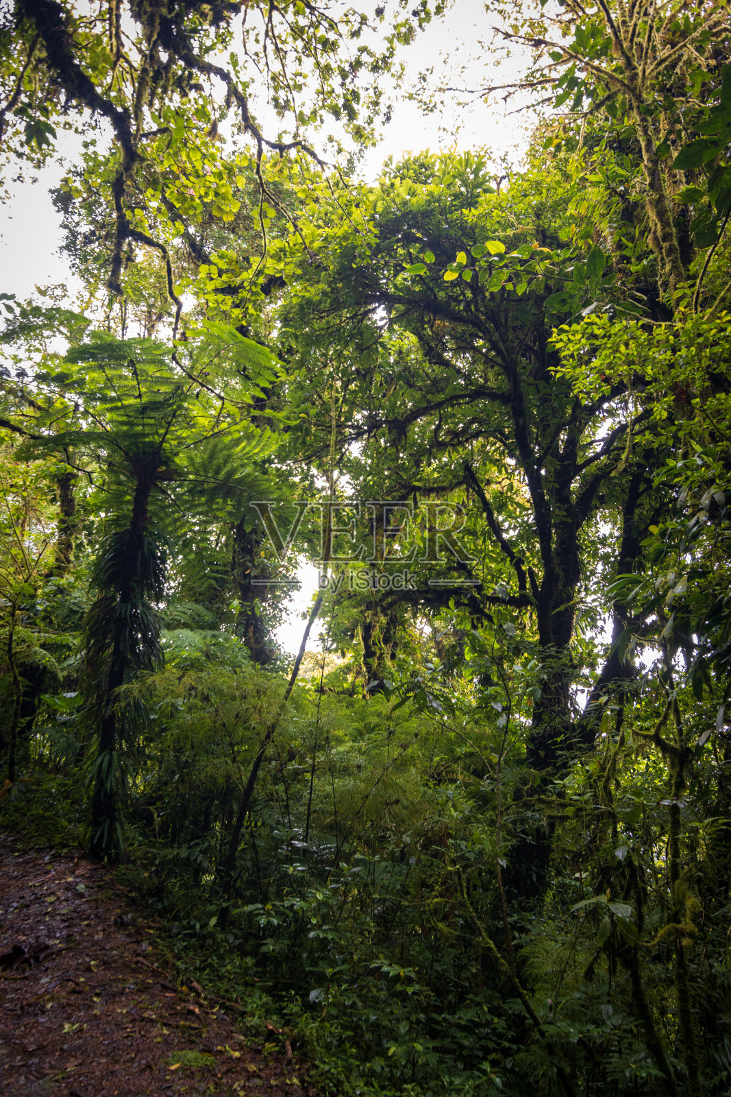 蒙特维德云雾森林的自然和动物(哥斯达黎加)照片摄影图片