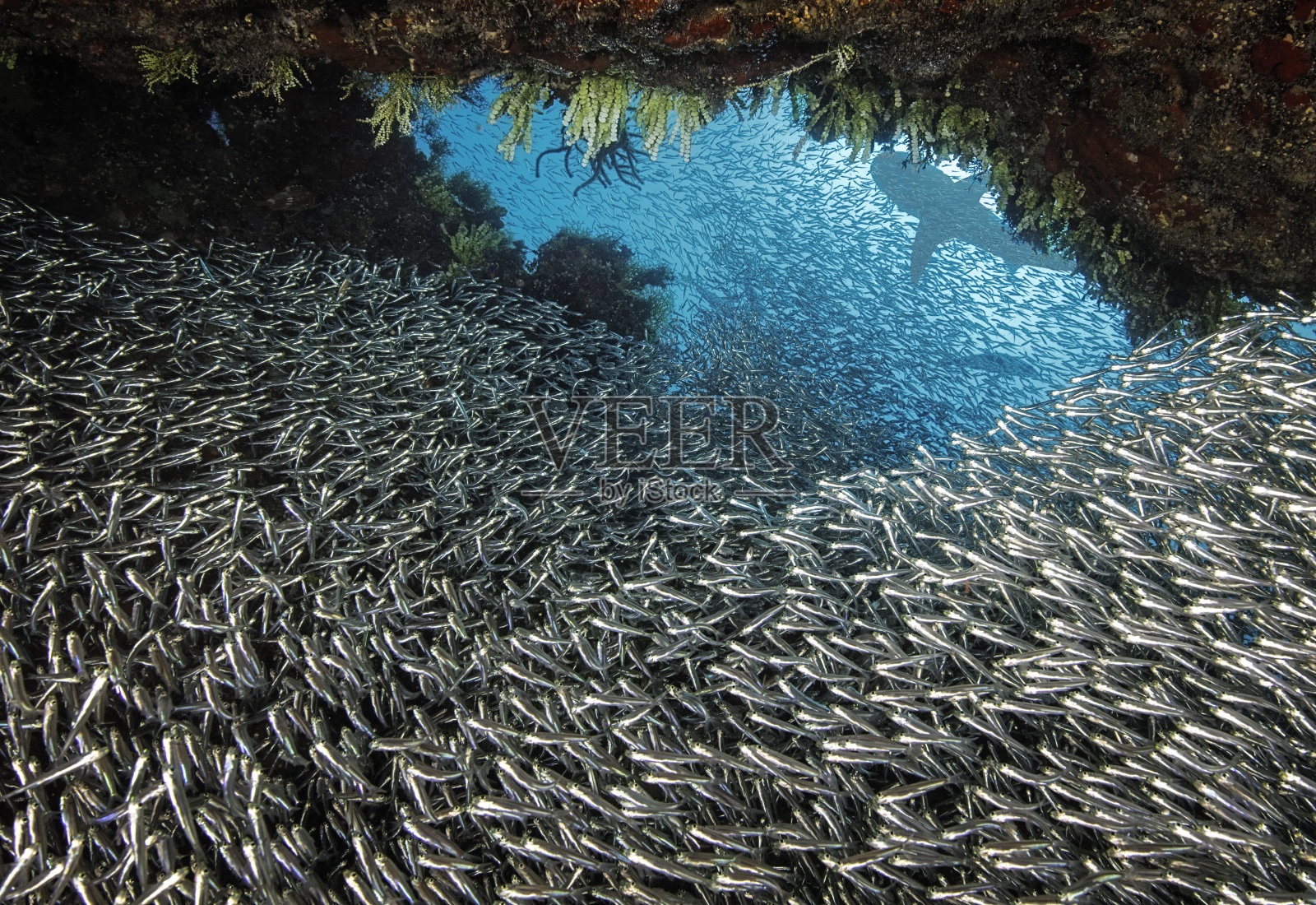 巨大的银鳍鱼群(银鳍目)和加勒比海礁鲨(Carcharhinus perezii)的剪影。照片摄影图片