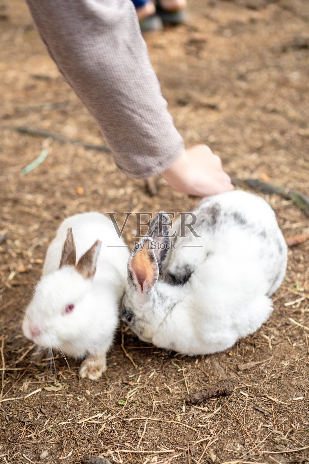 可爱的兔子照片摄影图片