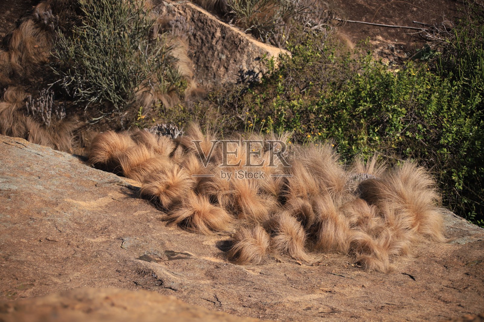 岩石上的干野鹅肉照片摄影图片