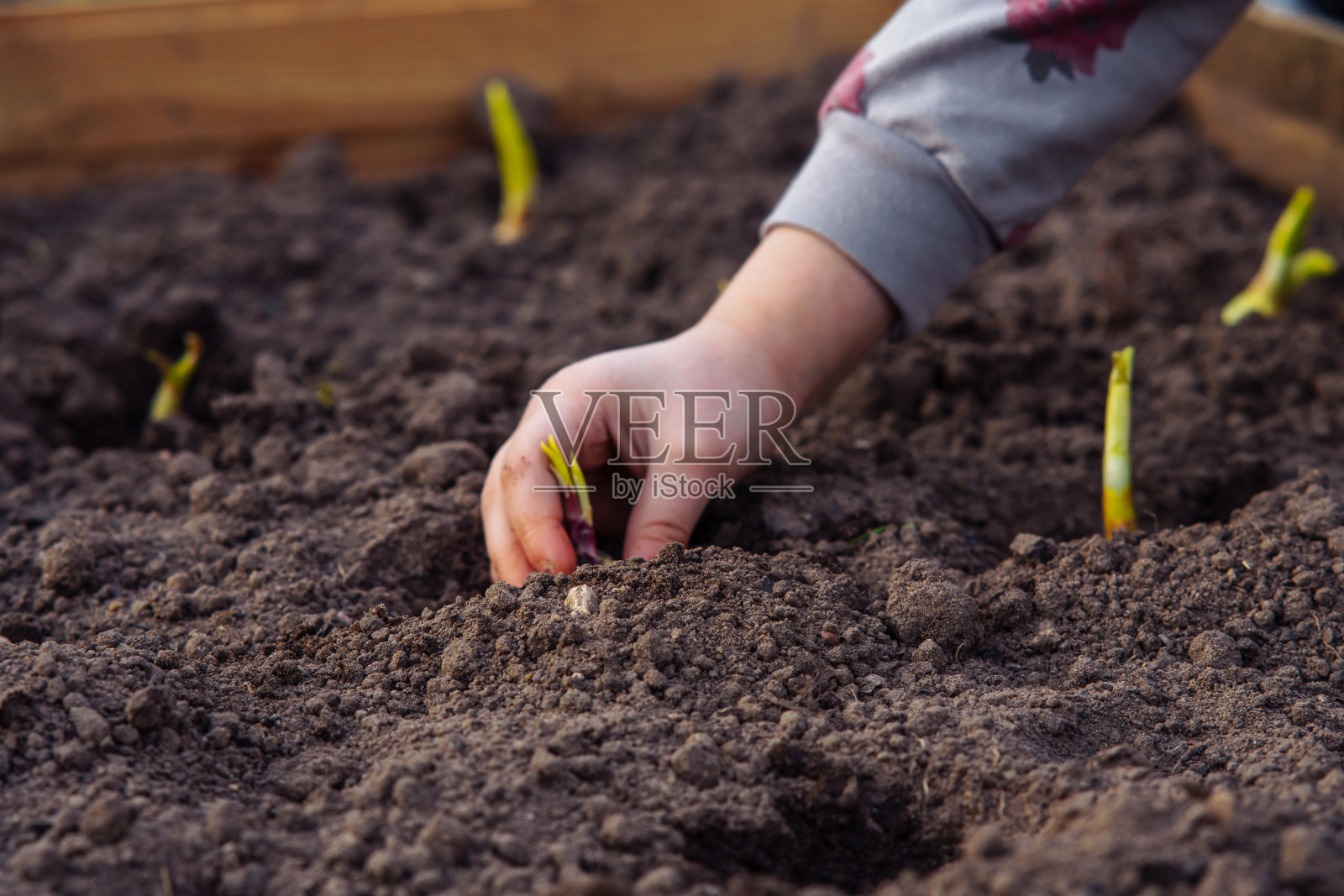 小雌栽者的手拿着洋葱，把球茎放进花园土壤的小洞里。孩子帮助种植庄稼。照片摄影图片