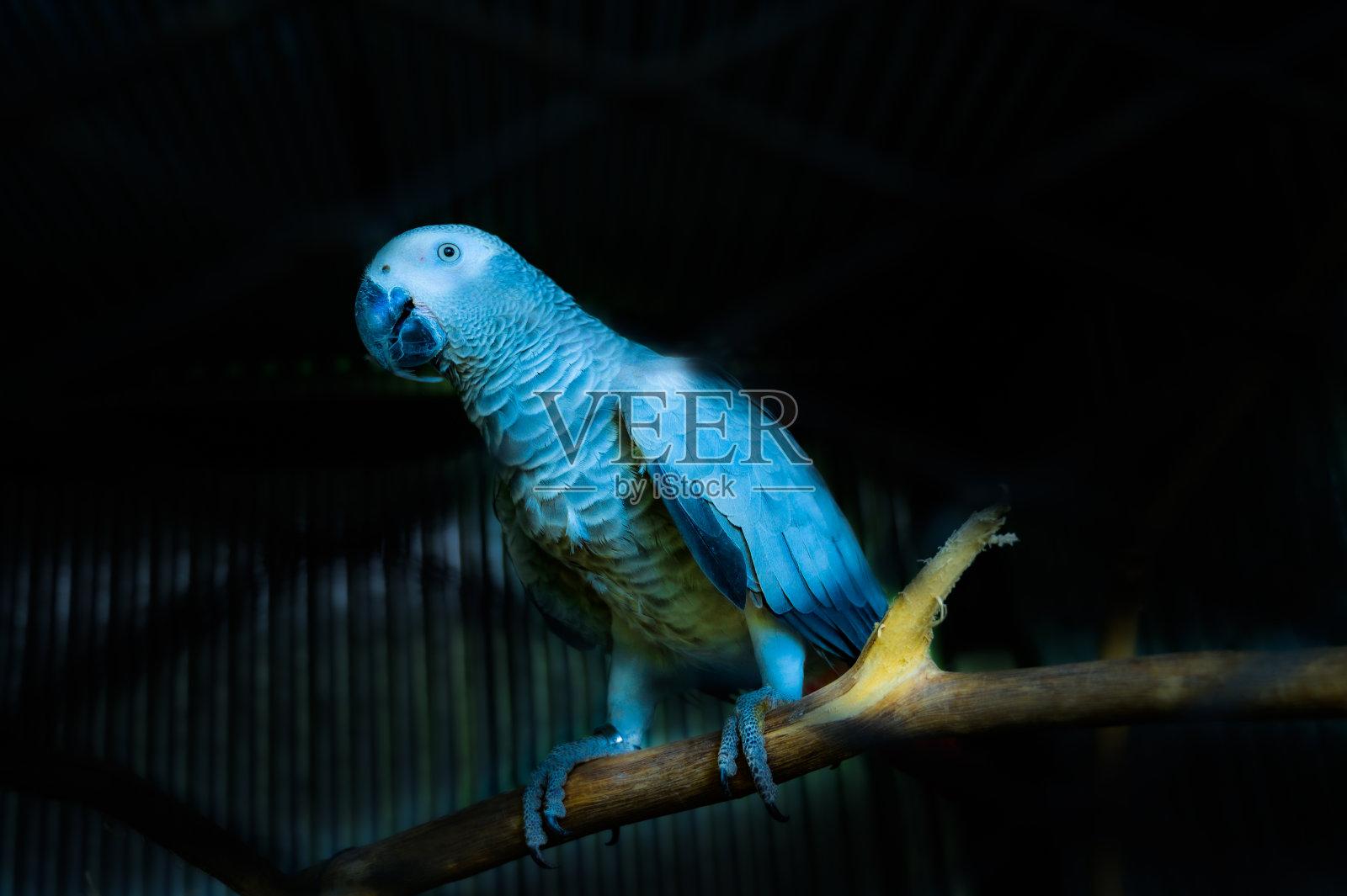 非洲灰鹦鹉照片摄影图片